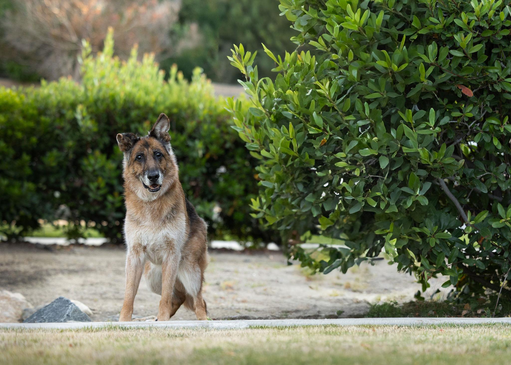 Enlarge Molly, a ADOPTABLE German Shepherd Dog in Temecula, CA image 2/6