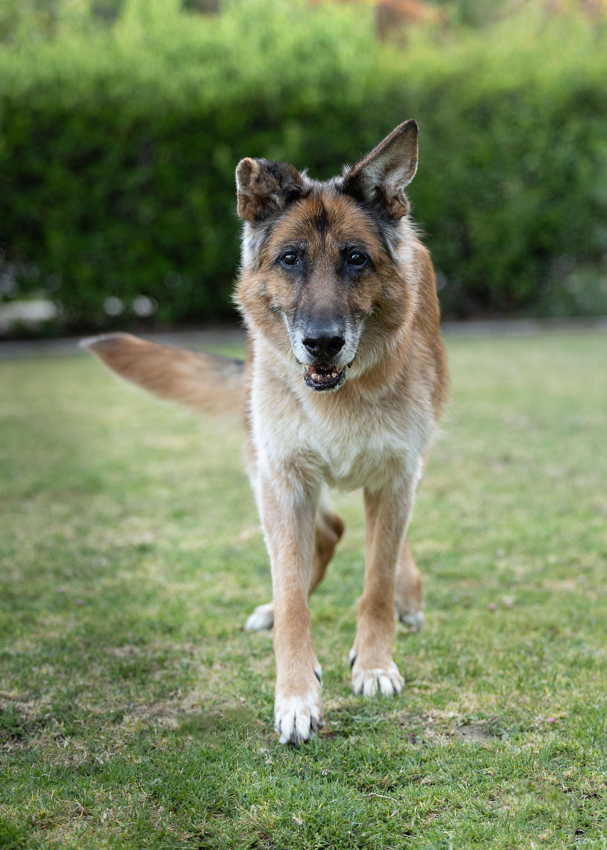 Enlarge Molly, a ADOPTABLE German Shepherd Dog in Temecula, CA image 6/6