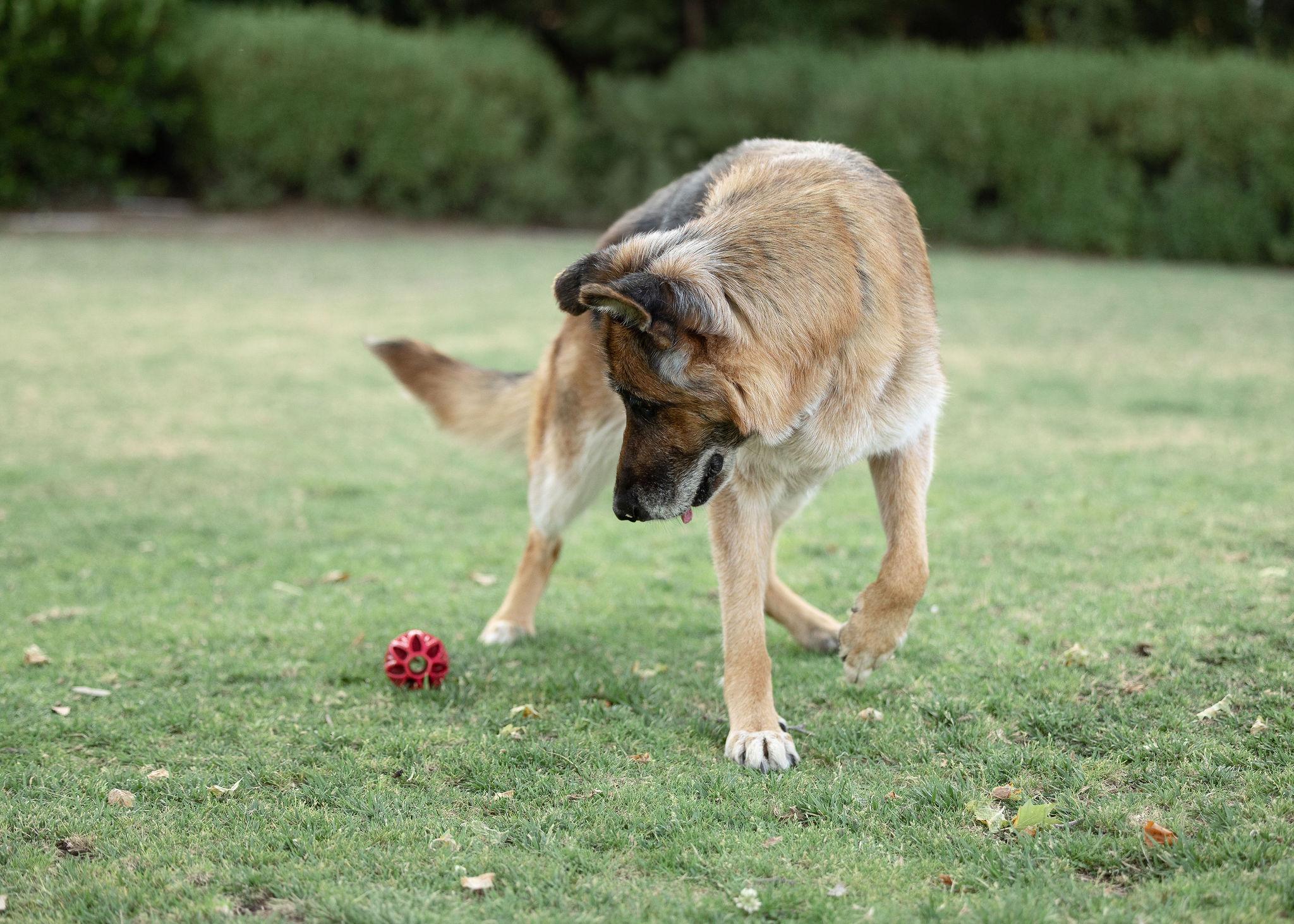 Enlarge Molly, a ADOPTABLE German Shepherd Dog in Temecula, CA image 3/6