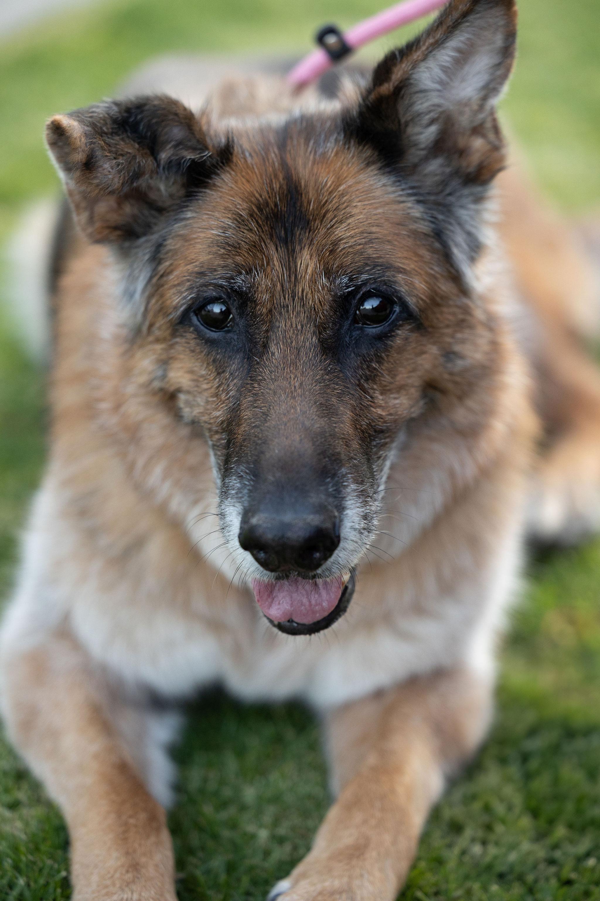 Enlarge Molly, a ADOPTABLE German Shepherd Dog in Temecula, CA image 1/6