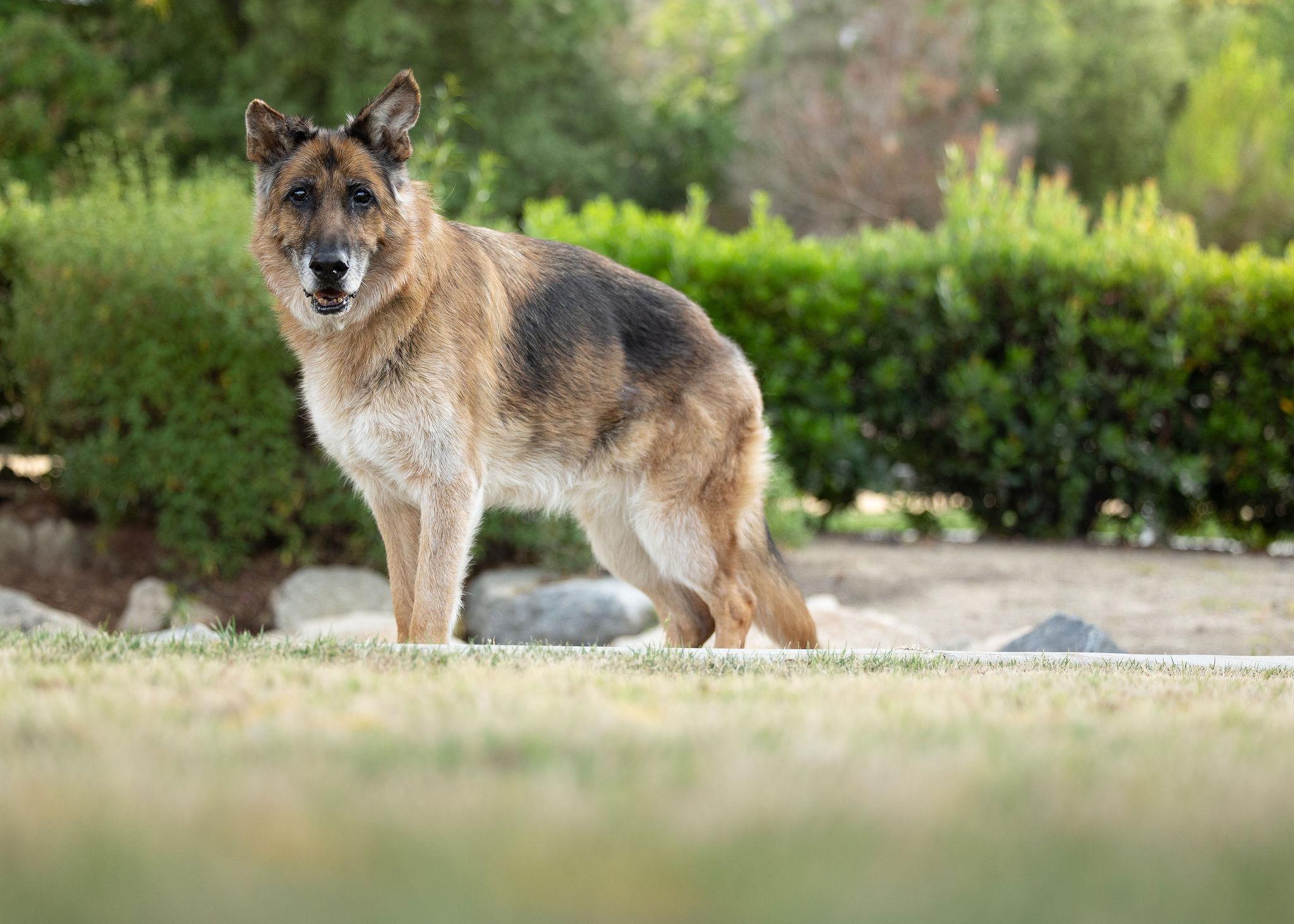Enlarge Molly, a ADOPTABLE German Shepherd Dog in Temecula, CA image 5/6