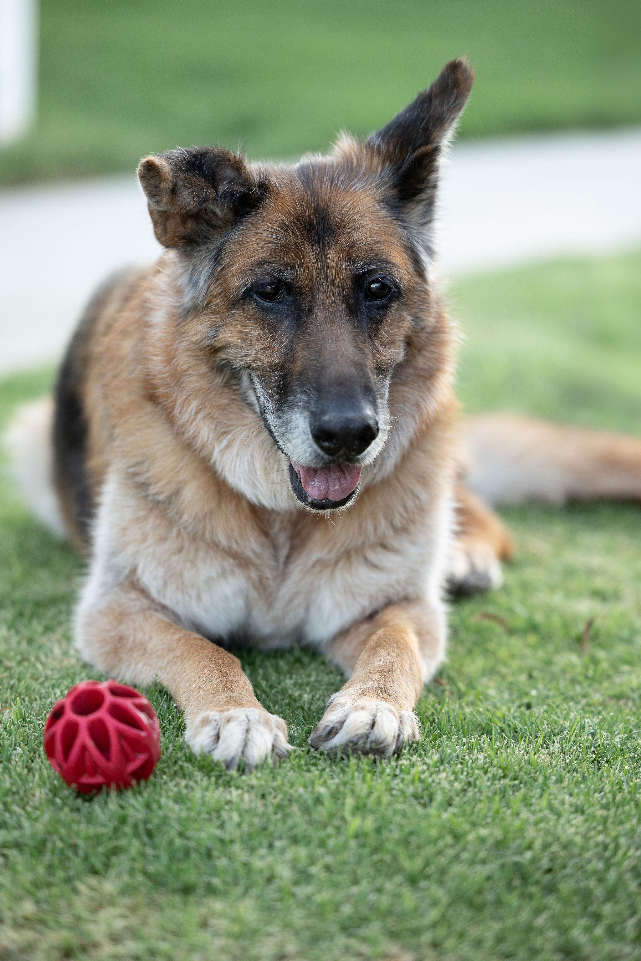 Enlarge Molly, a ADOPTABLE German Shepherd Dog in Temecula, CA image 4/6
