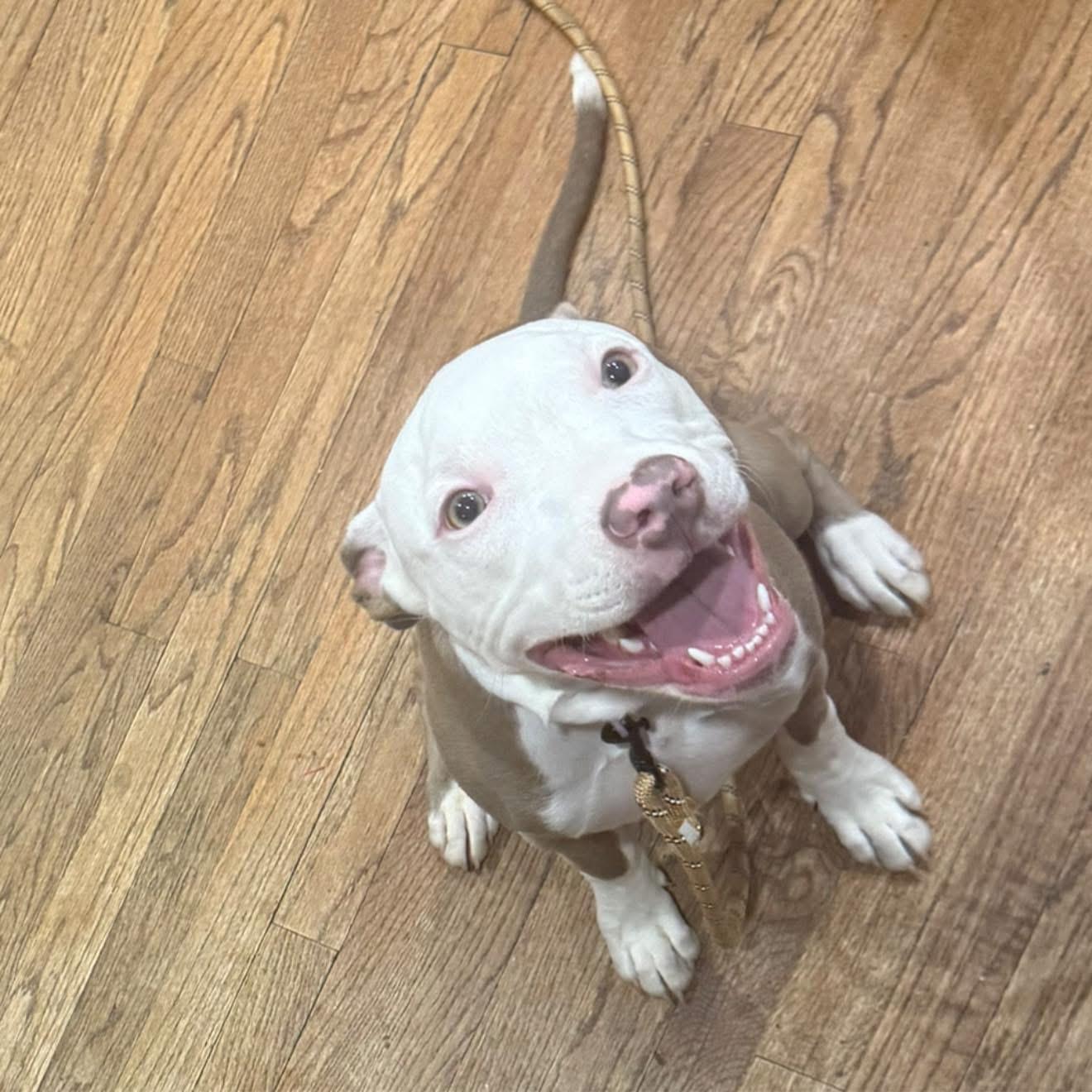 Enlarge Pickles, an adopted Pit Bull Terrier in Halethorpe, MD image 1/1