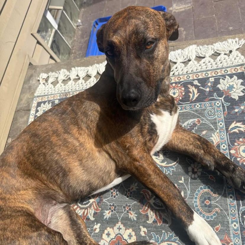Enlarge Lilah, a ADOPTABLE mixed breed in Philadelphia, PA image 5/6