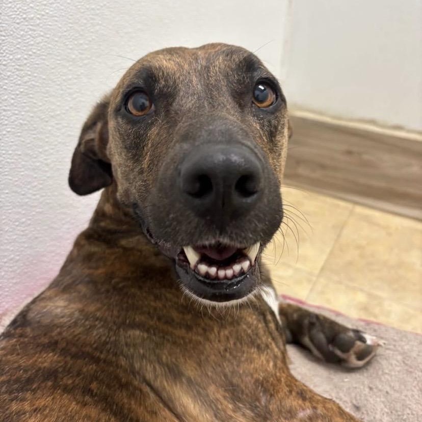 Lilah, ADOPTABLE, Adult Female Plott Hound & Pit Bull Terrier.