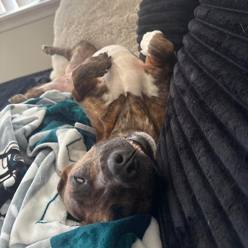 Enlarge Lilah, a ADOPTABLE mixed breed in Philadelphia, PA image 6/6