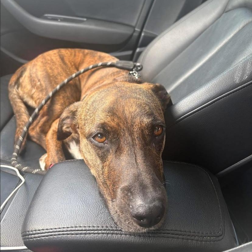 Enlarge Lilah, a ADOPTABLE mixed breed in Philadelphia, PA image 3/6