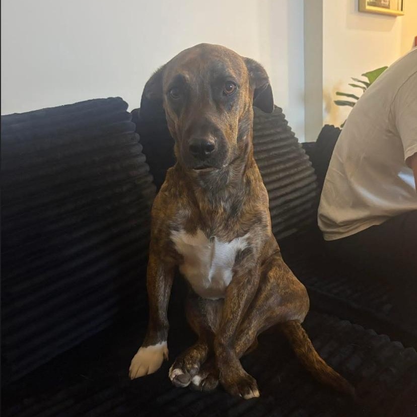 Enlarge Lilah, a ADOPTABLE mixed breed in Philadelphia, PA image 2/6