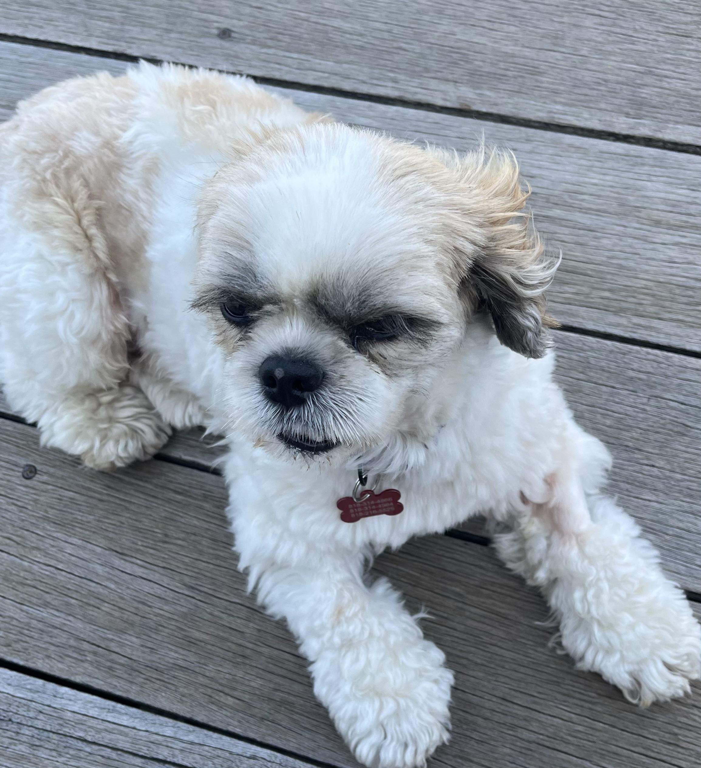 Bernie, a Adopted Shih Tzu in Glendale, CA image 1/3