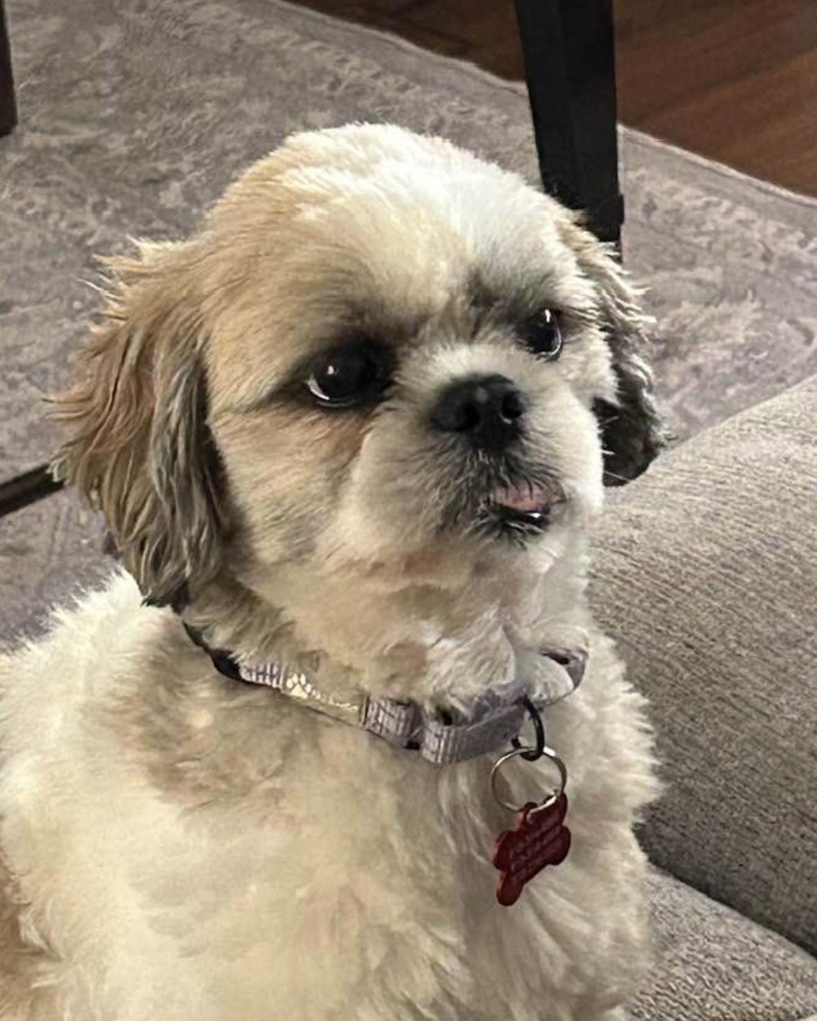 Bernie, a Adopted Shih Tzu in Glendale, CA image 2/3