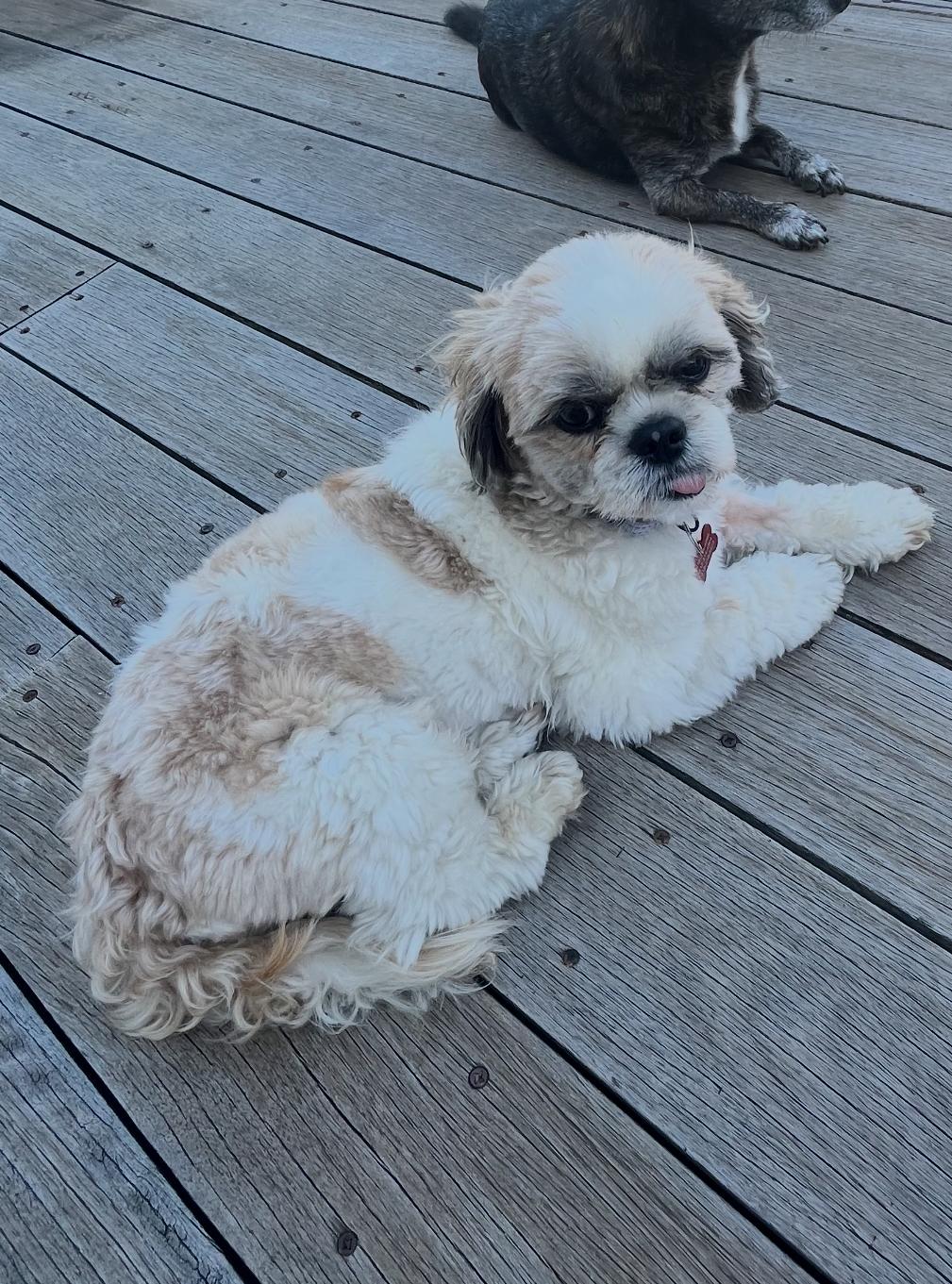 Bernie, a Adopted Shih Tzu in Glendale, CA image 3/3