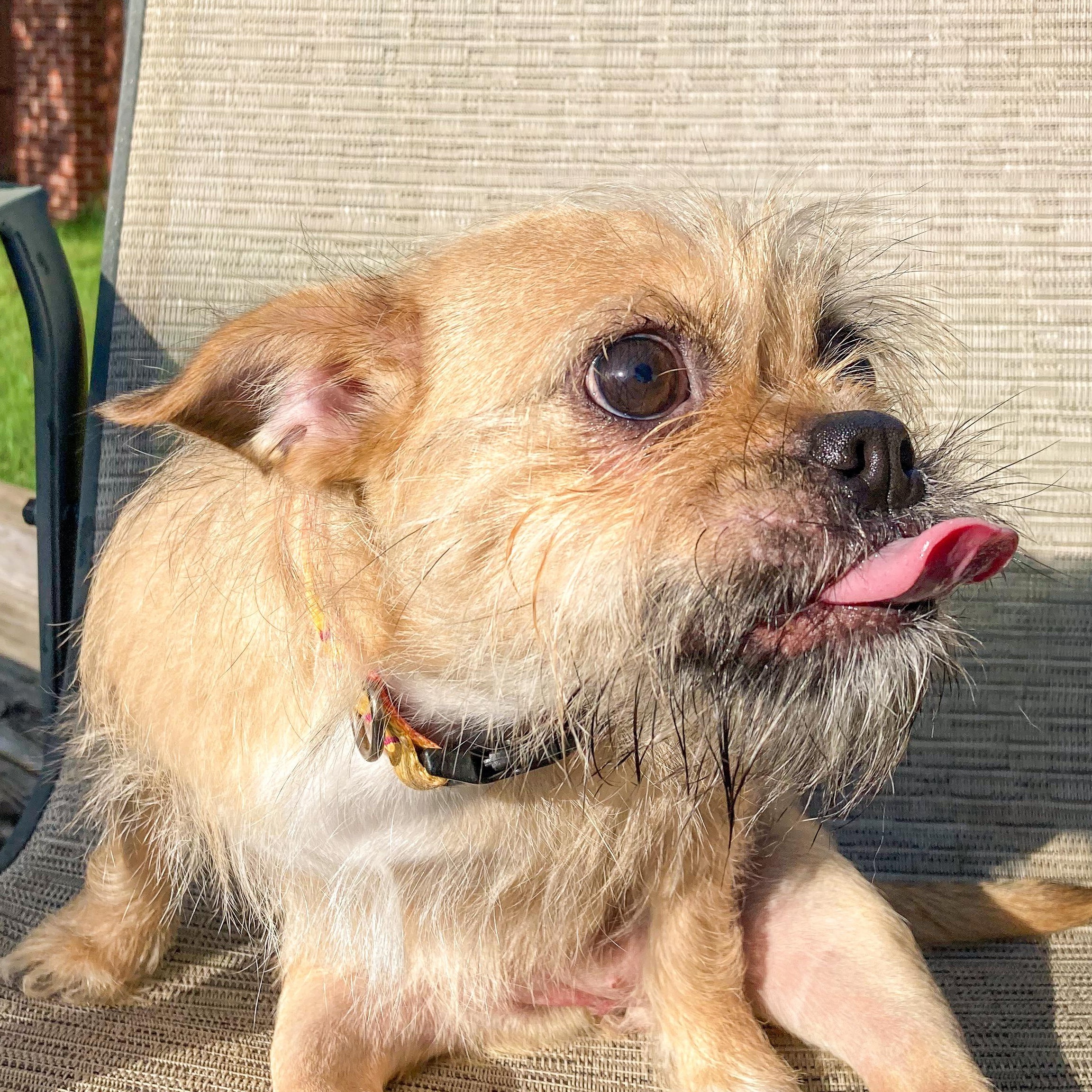 Enlarge Quinn, a Adoptable mixed breed in Staunton, VA image 1/5