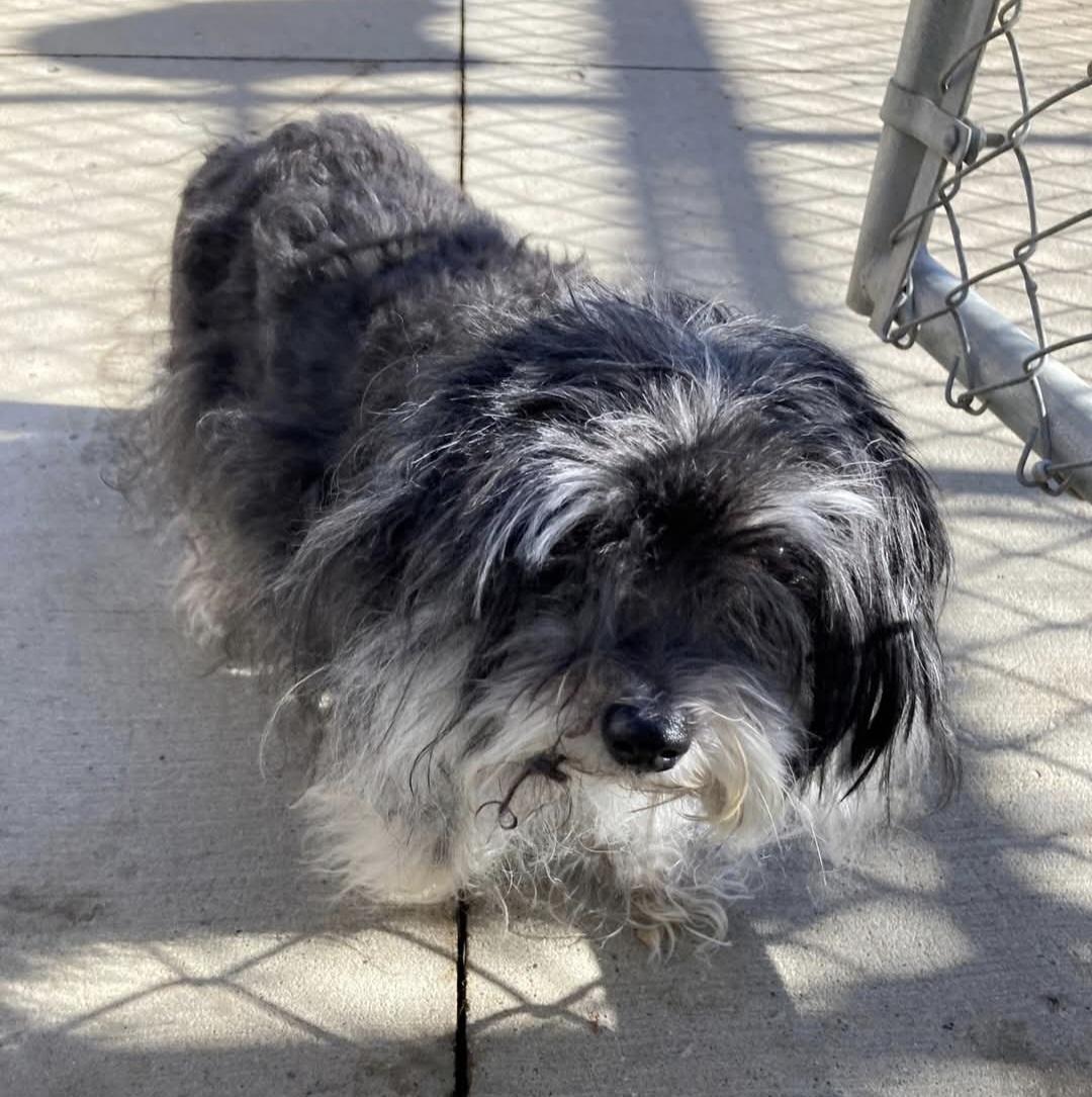 Rocket-Applications Pending, a ADOPTABLE mixed breed in Jamestown, ND image 6/6