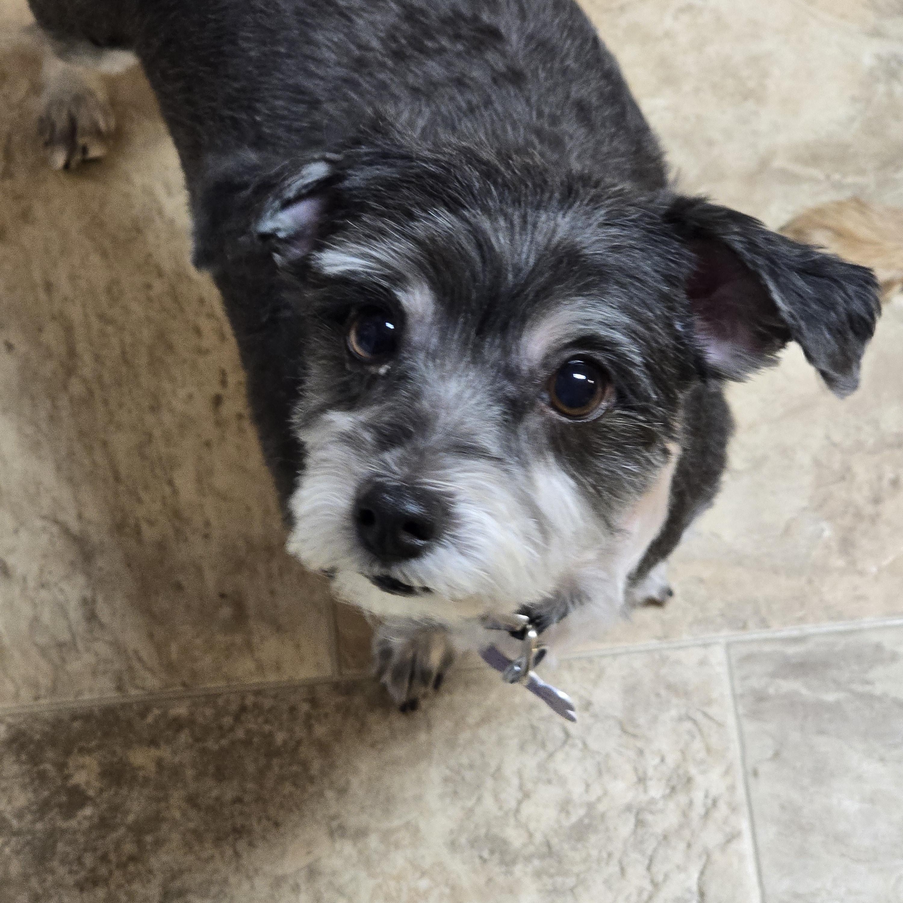 Rocket-Applications Pending, a ADOPTABLE mixed breed in Jamestown, ND image 5/6