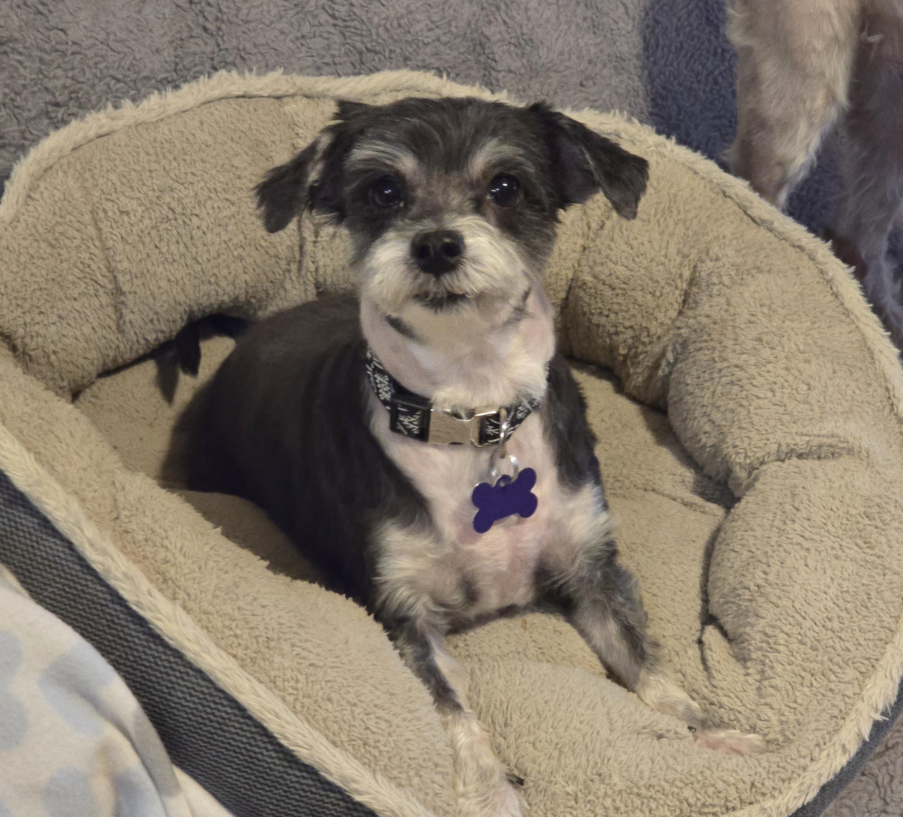 Rocket-Applications Pending, ADOPTABLE, Adult Male Terrier.