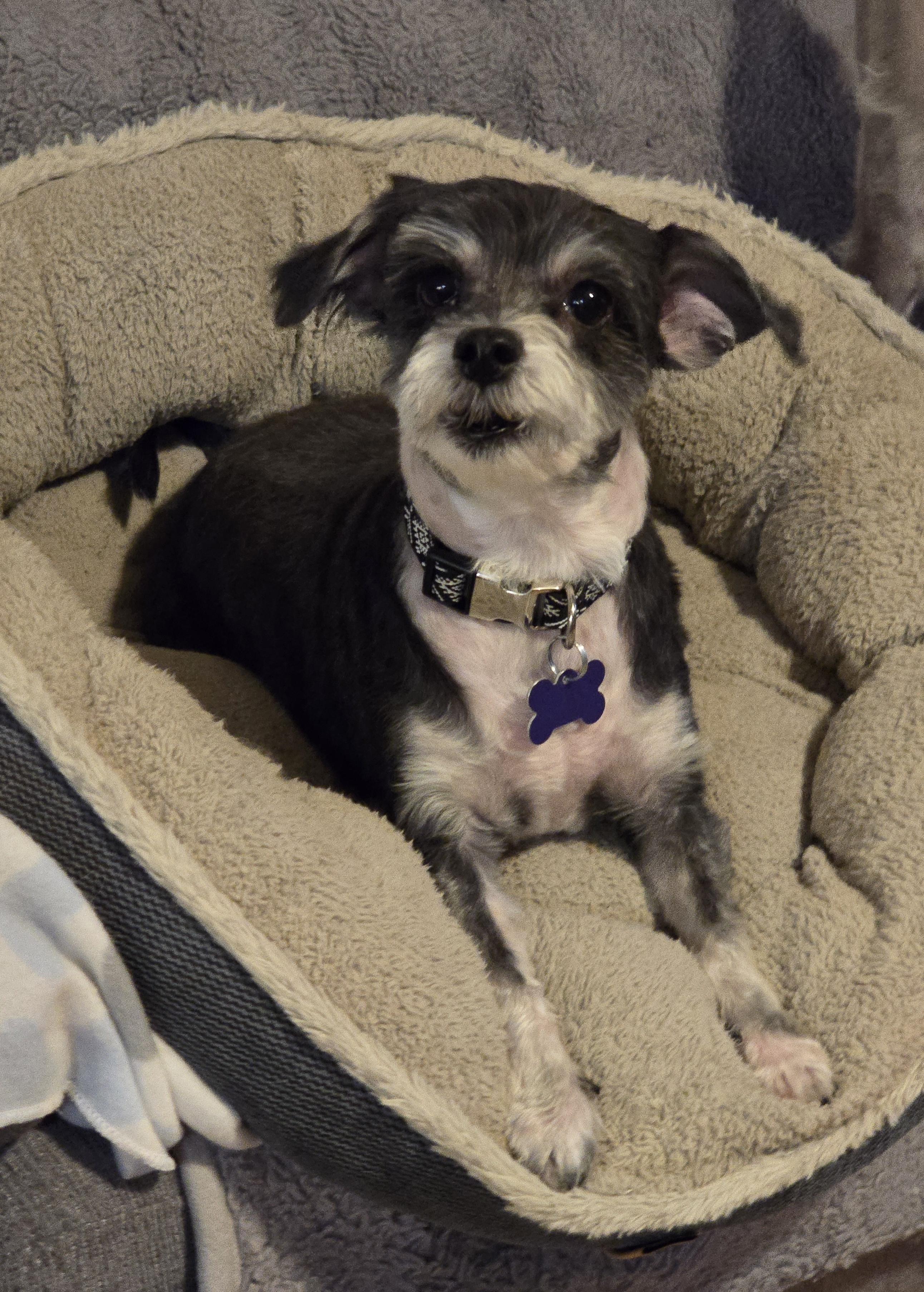 Rocket-Applications Pending, a ADOPTABLE mixed breed in Jamestown, ND image 3/6