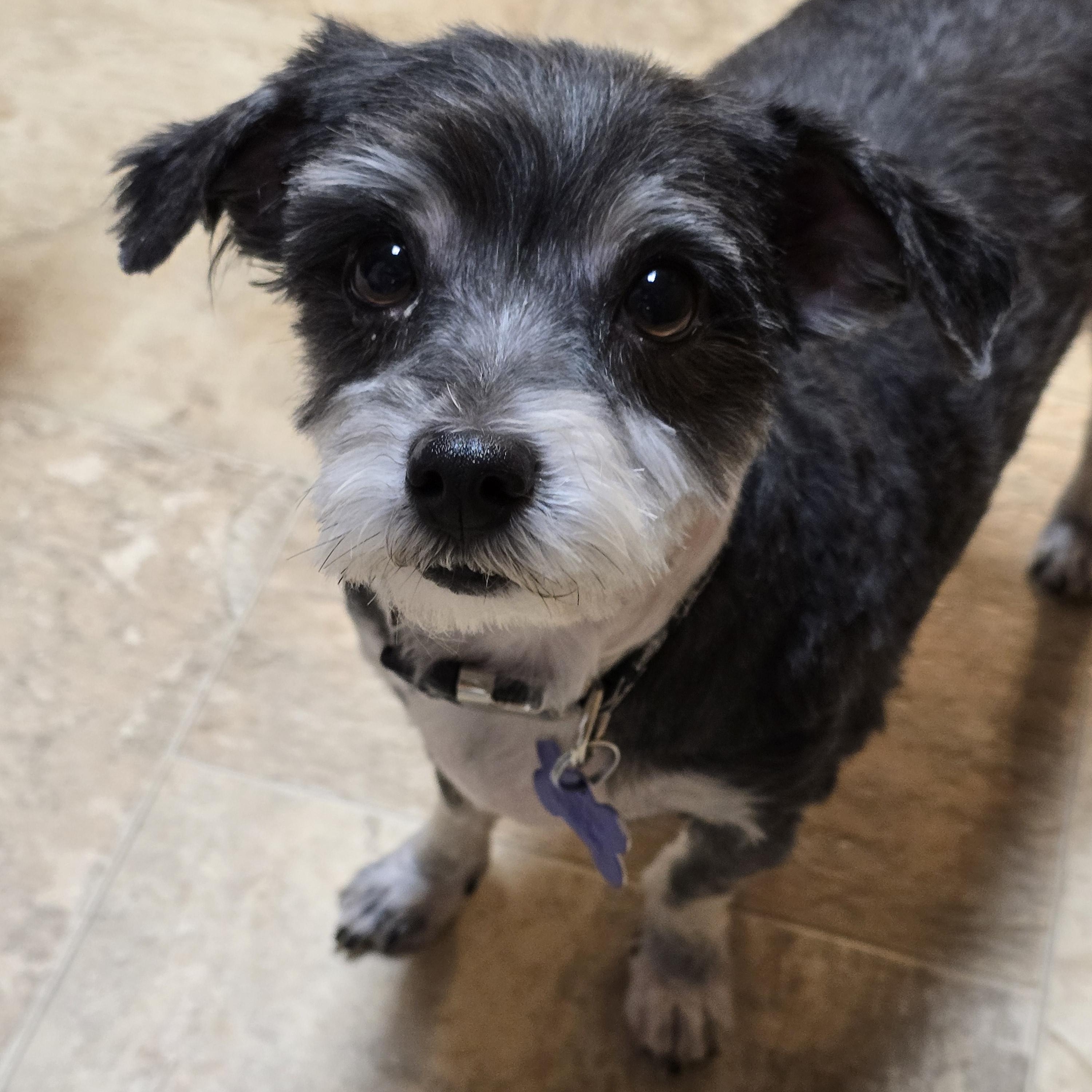 Rocket-Applications Pending, a ADOPTABLE mixed breed in Jamestown, ND image 2/6