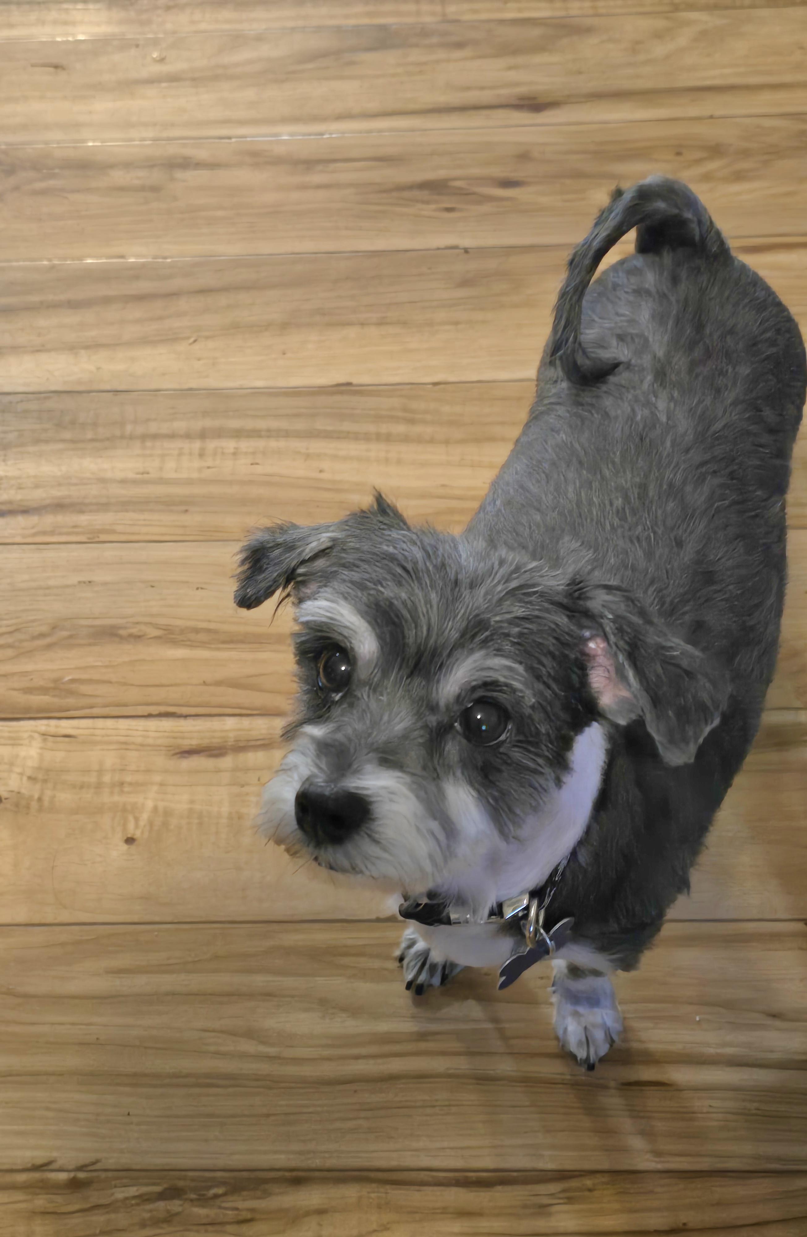 Rocket-Applications Pending, a ADOPTABLE mixed breed in Jamestown, ND image 4/6