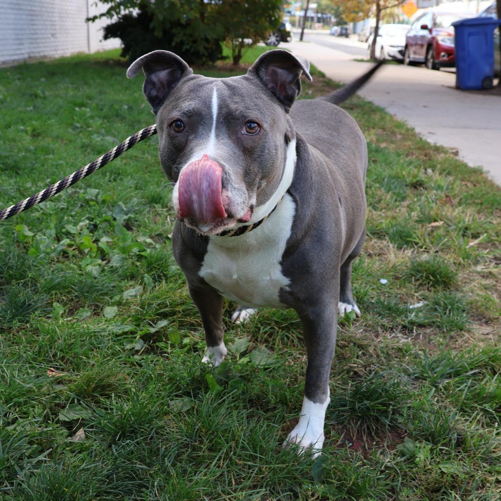 Lola, Adoptable, Adult Female Terrier.