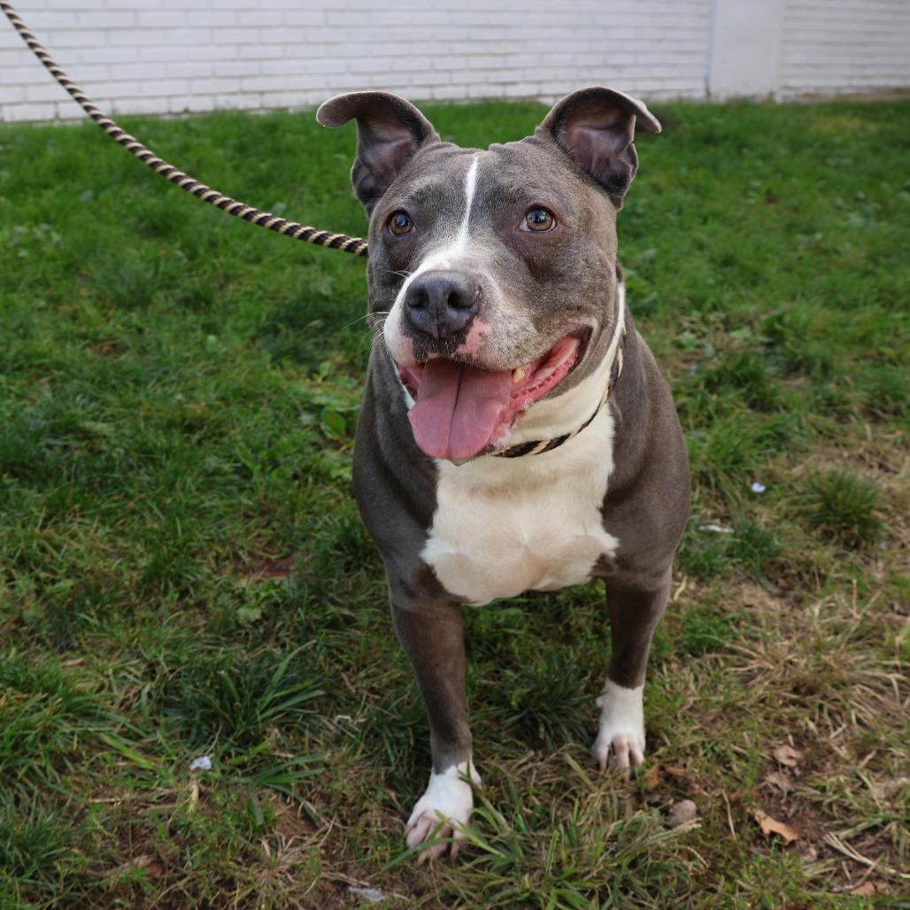 Lola, a Adoptable Terrier in Newark, NJ image 4/5