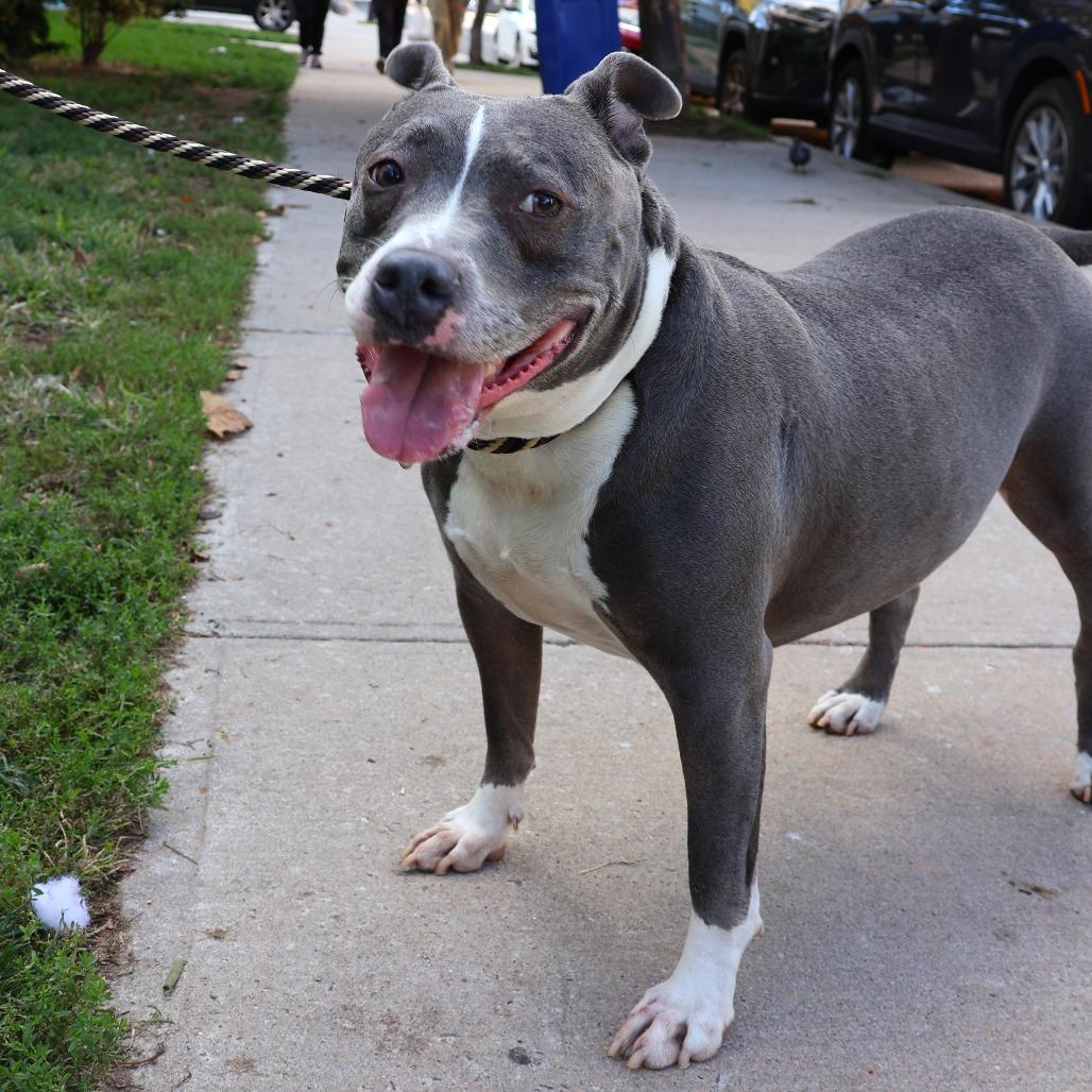 Enlarge Lola, a Adoptable Terrier in Newark, NJ image 5/5