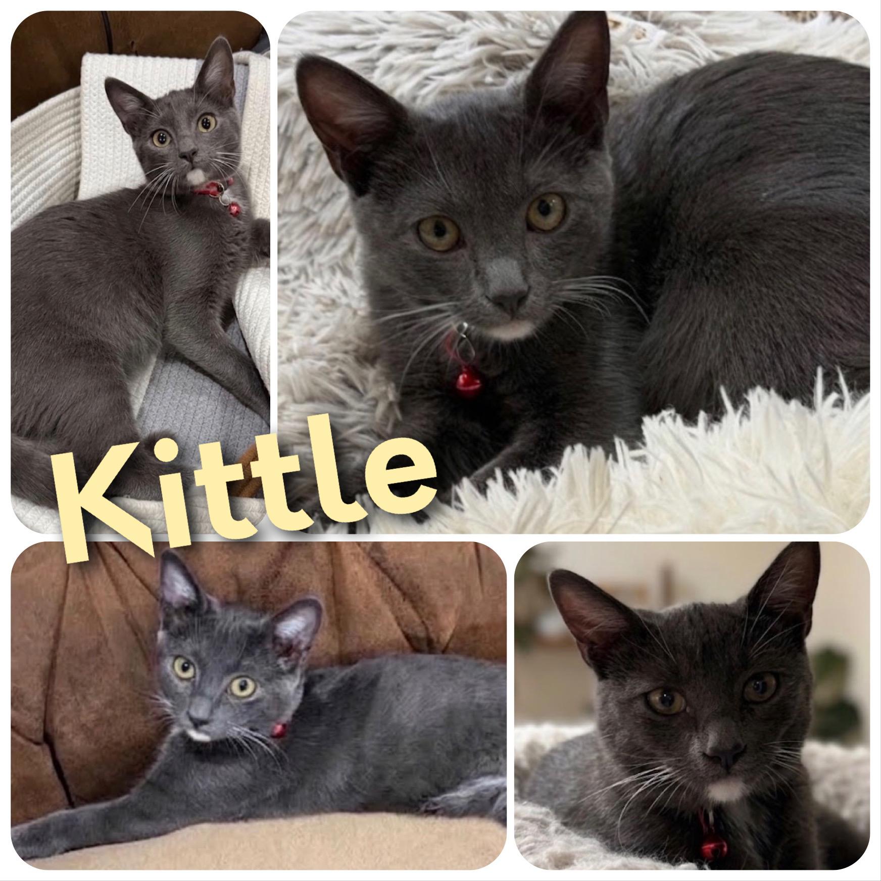 Kittle, Adoptable, Kitten Male Domestic Short Hair.