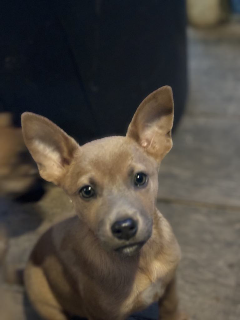 Dog for adoption Puddles, a Miniature Pinscher Mix in Grand Rapids