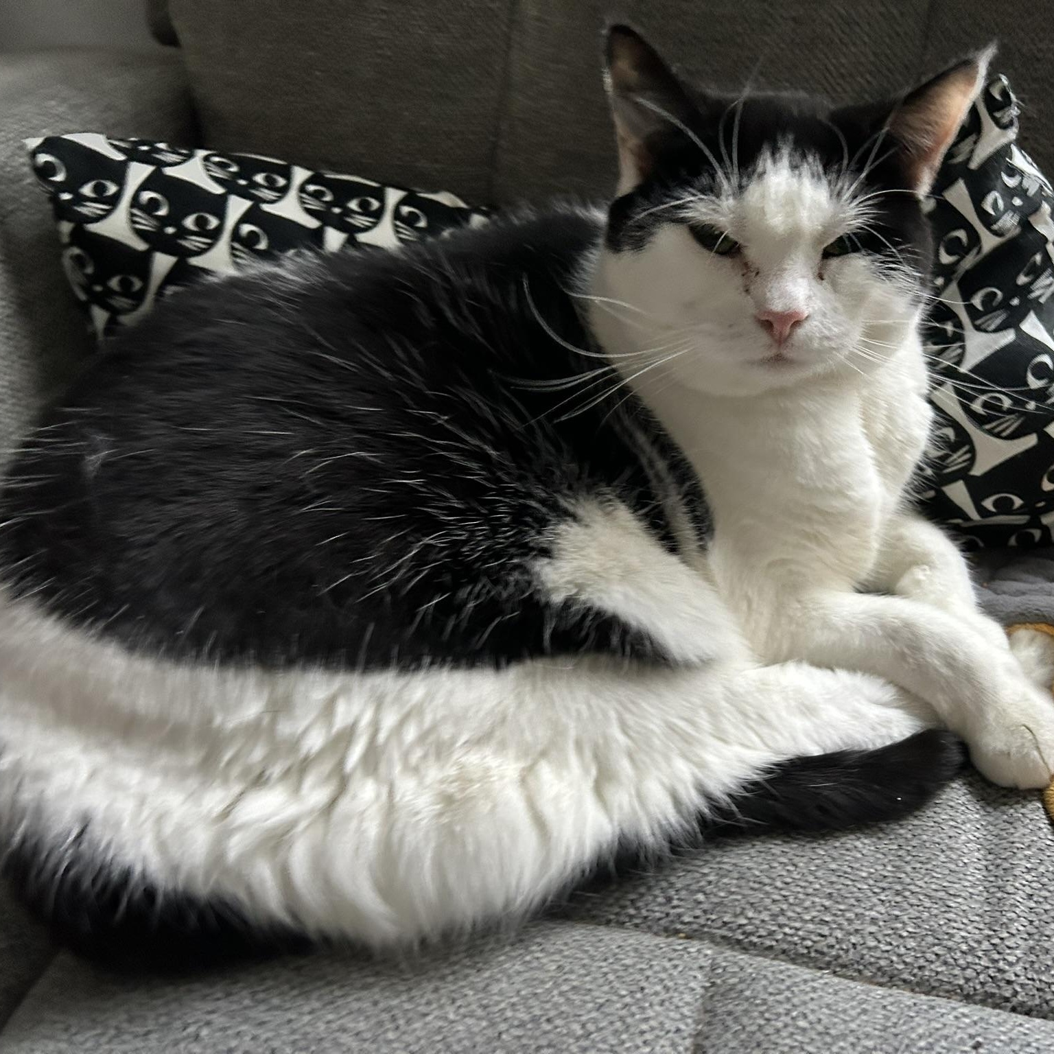 Miss Gracie, Adoptable, Adult Female American Shorthair.