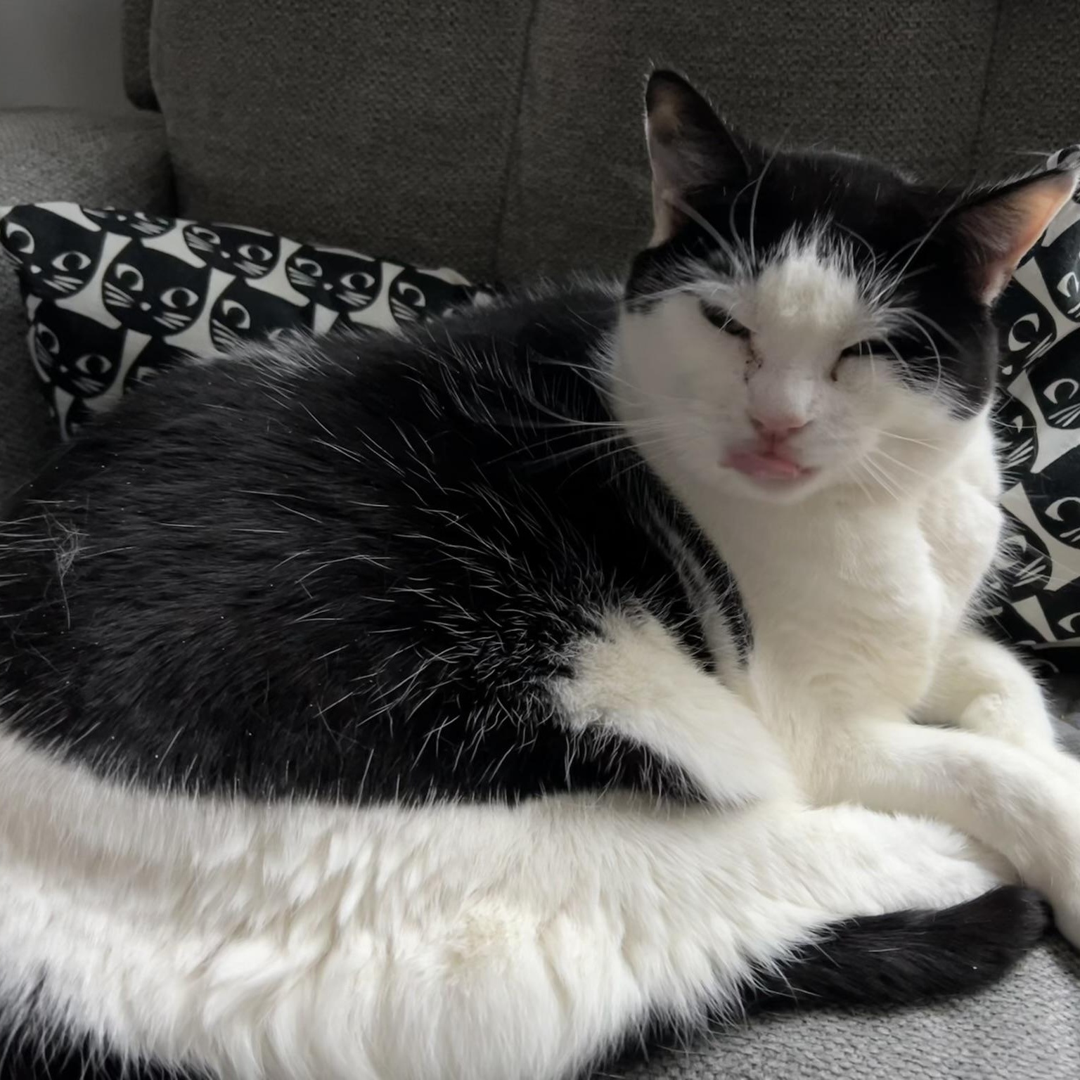 Enlarge Miss Gracie, a Adoptable American Shorthair in Allentown, PA image 2/3