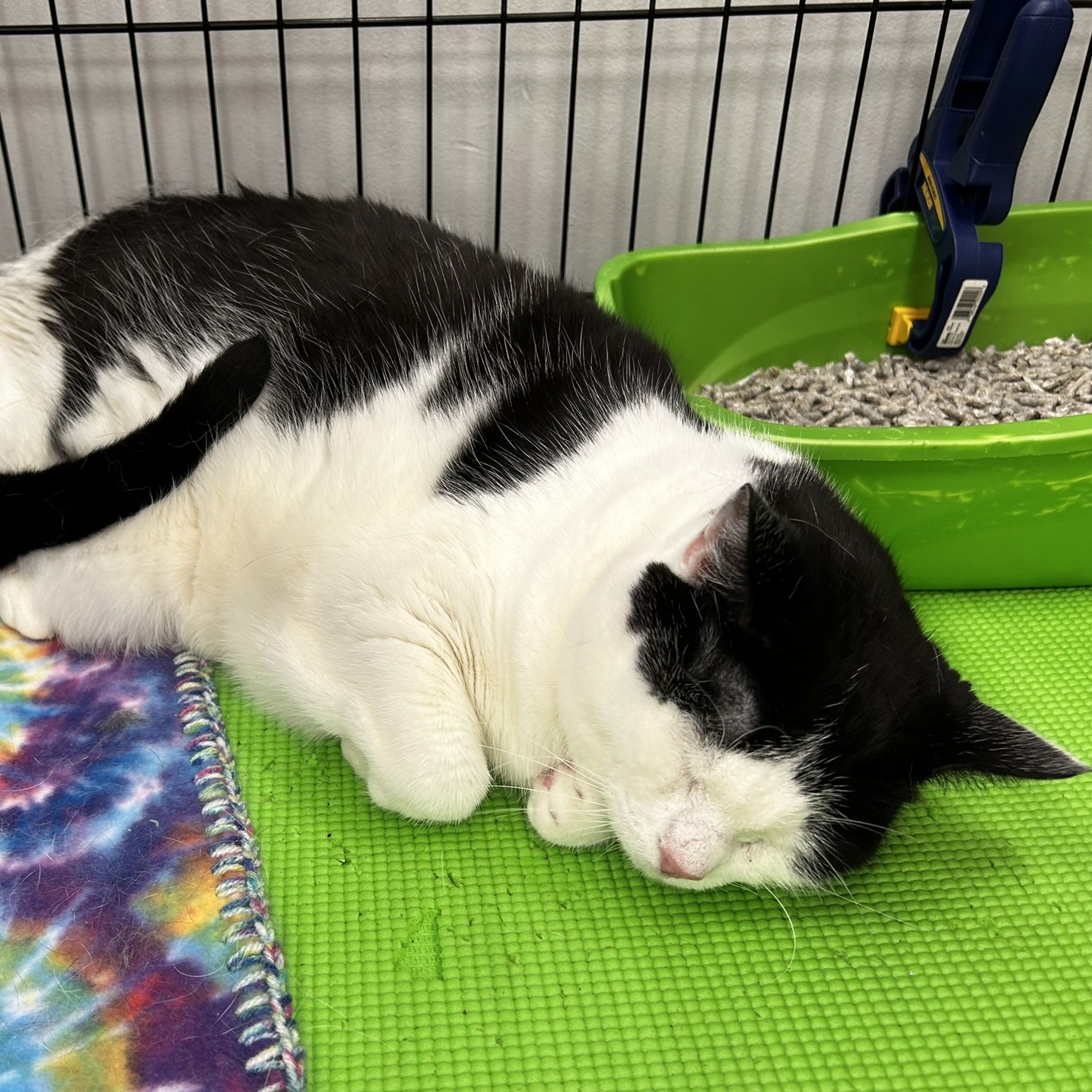Miss Gracie, Adoptable, Adult Female American Shorthair.