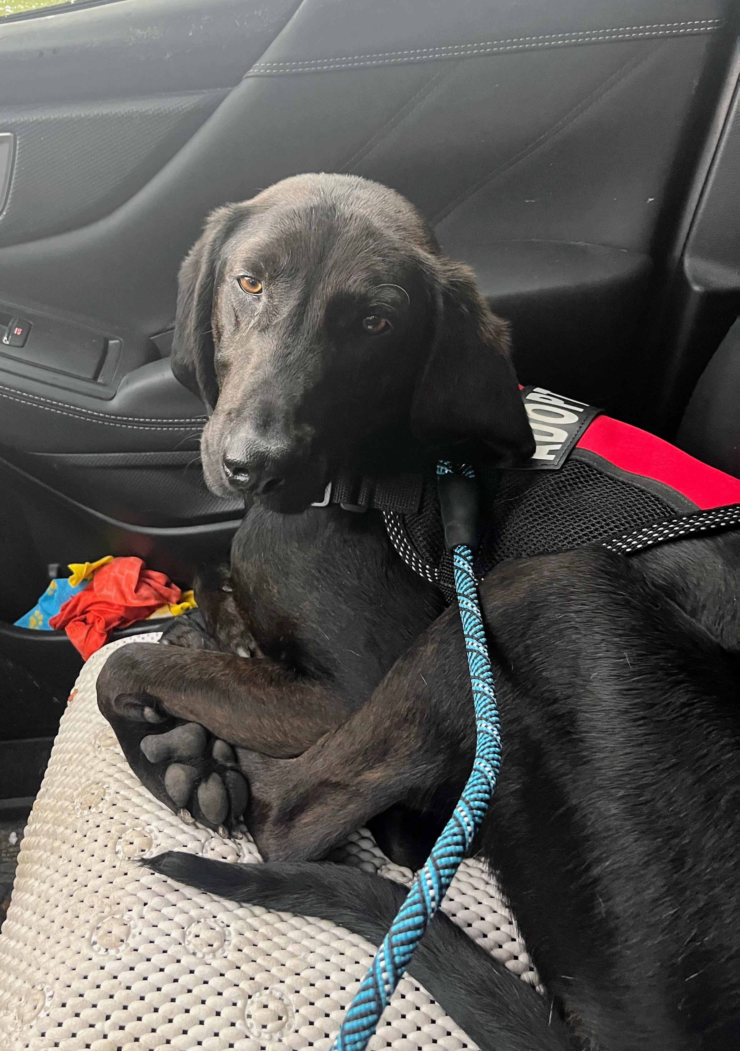 Percy, an adoptable Plott Hound in Jackson, WY, 83002 | Photo Image 3