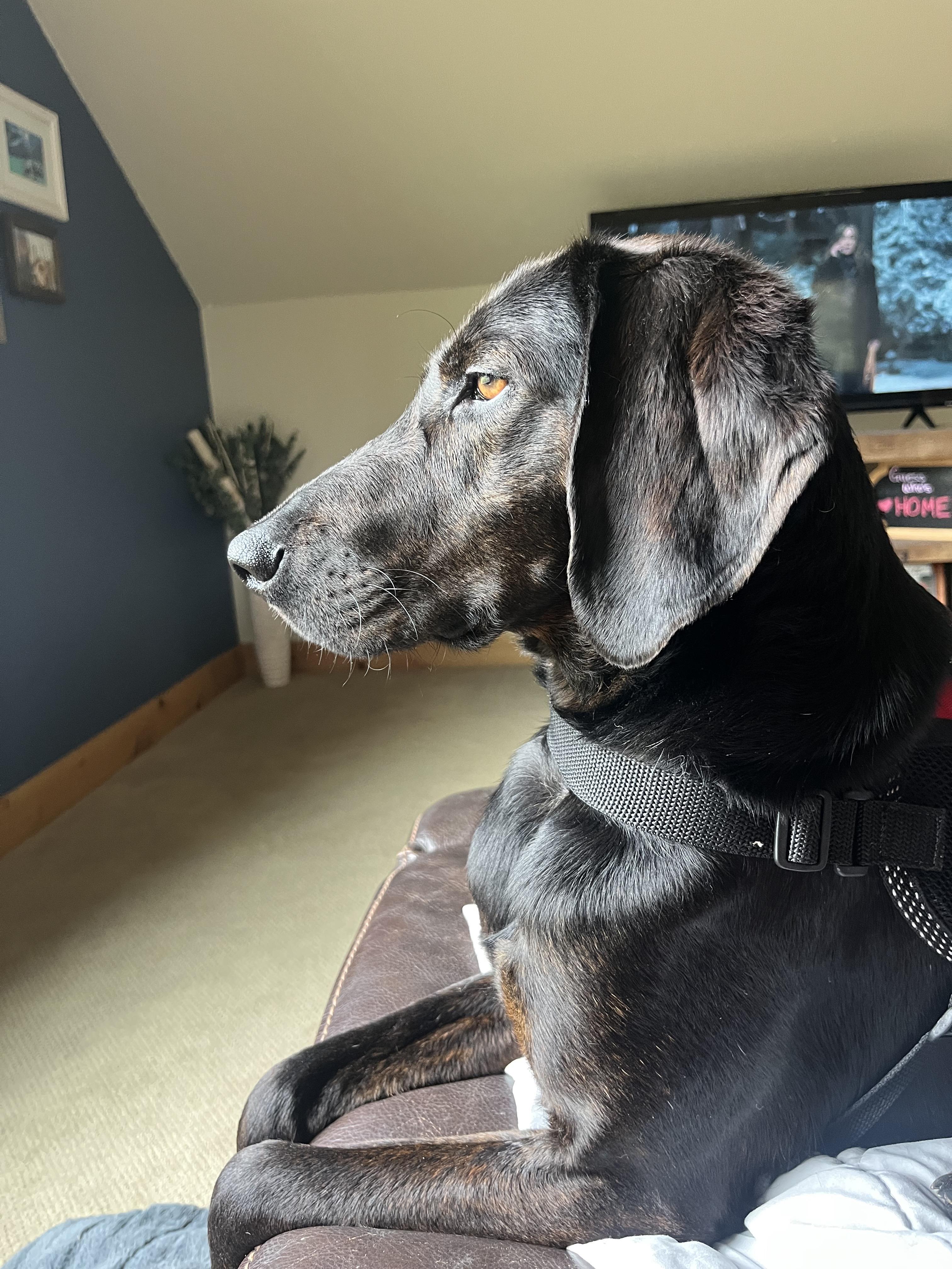 Percy, an adoptable Plott Hound in Jackson, WY, 83002 | Photo Image 1