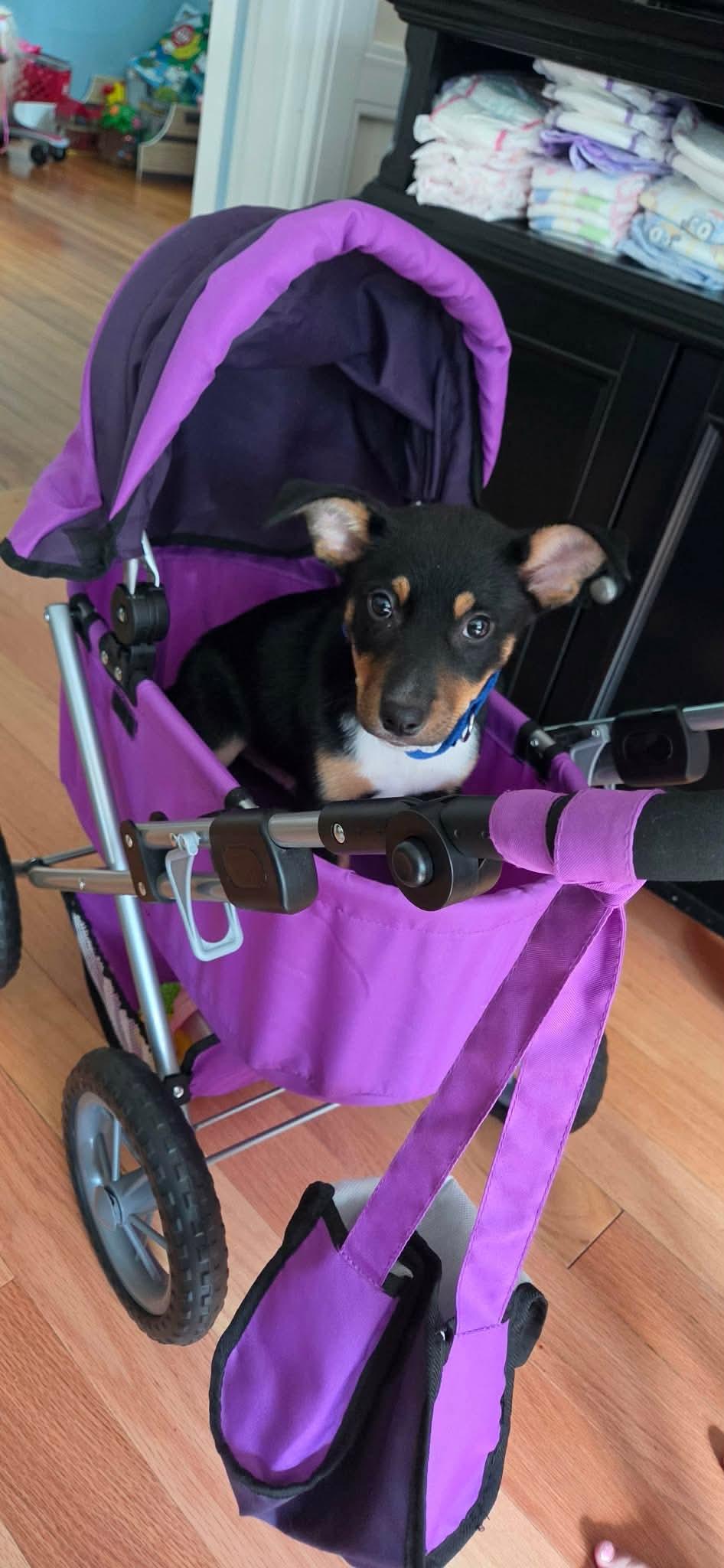Fern, a Adoptable mixed breed in Griswold, CT image 2/5