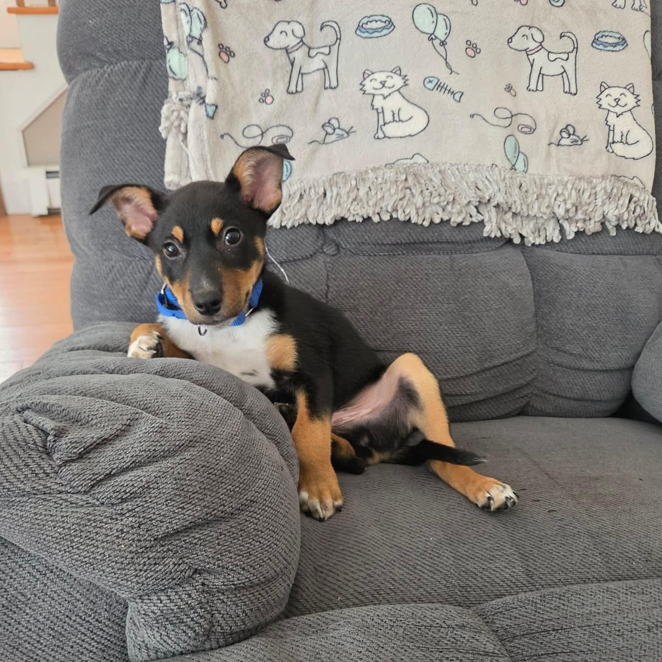 Fern, a Adoptable mixed breed in Griswold, CT image 4/5