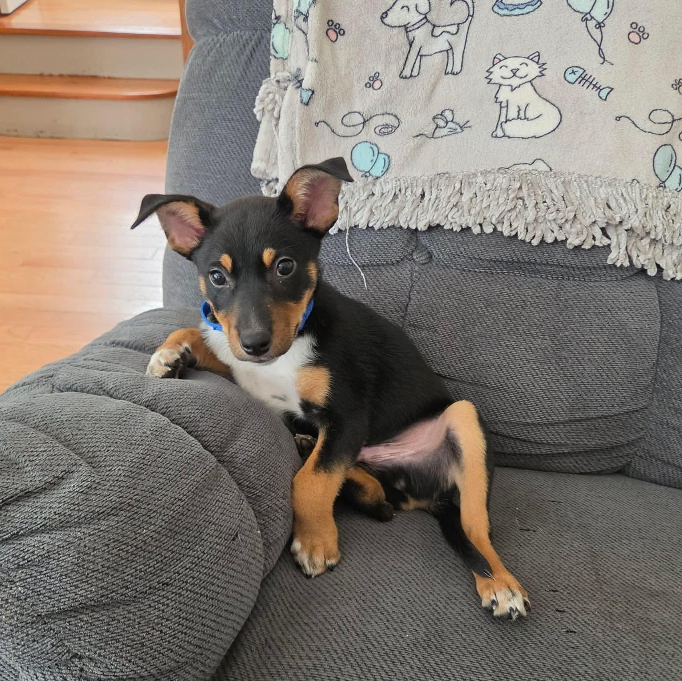 Fern, Adoptable, Puppy Male Mixed Breed.