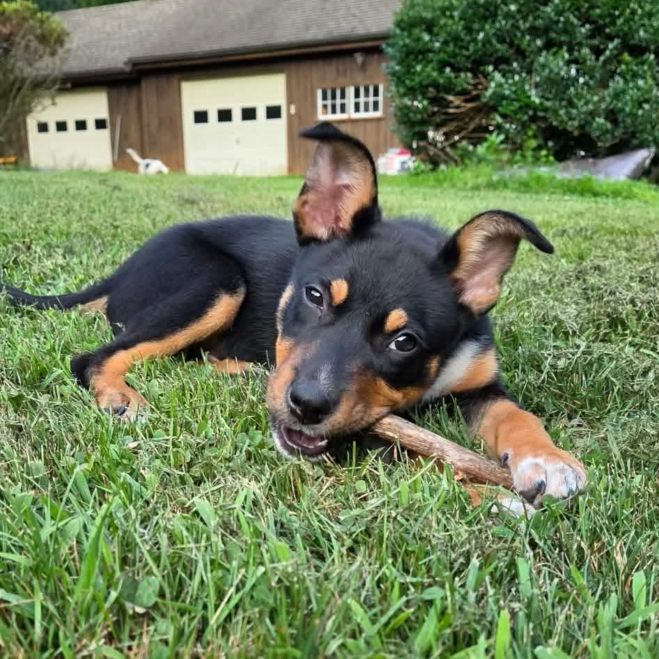 Fern, a Adoptable mixed breed in Griswold, CT image 3/5