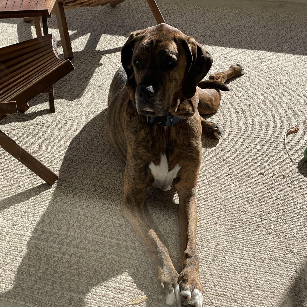 Enlarge Bruno (FKA Diesel), a Adoptable mixed breed in Sarasota, FL image 1/6