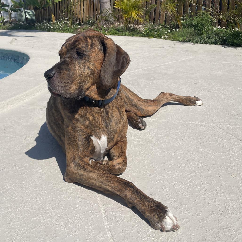 Enlarge Bruno (FKA Diesel), a Adoptable mixed breed in Sarasota, FL image 2/6