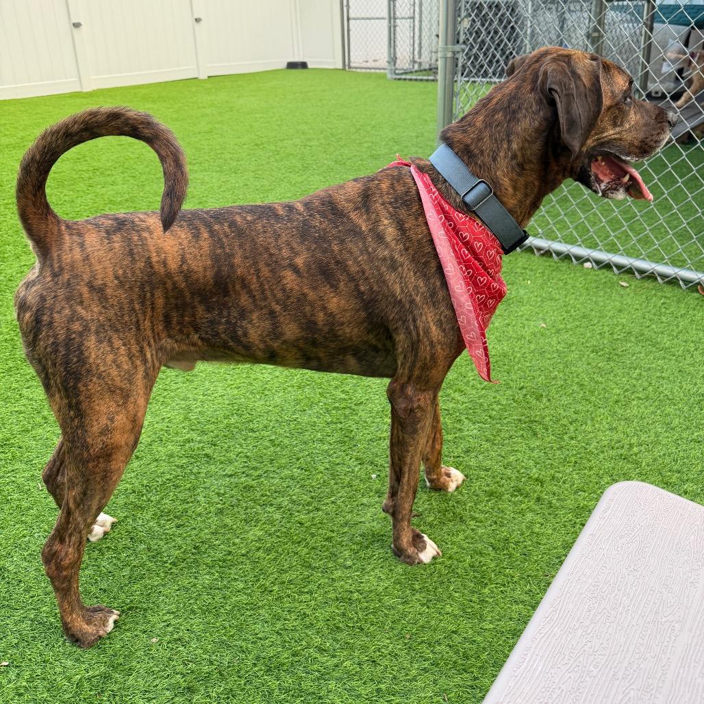 Enlarge Bruno (FKA Diesel), a Adoptable mixed breed in Sarasota, FL image 3/6