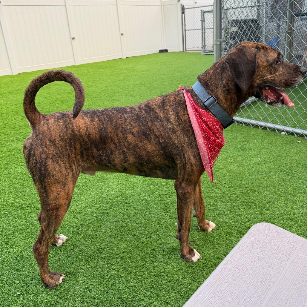 Enlarge Bruno (FKA Diesel), a Adoptable mixed breed in Sarasota, FL image 4/6