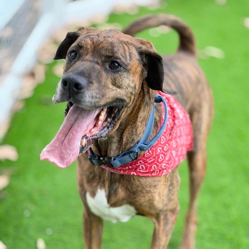 Enlarge Bruno (FKA Diesel), a Adoptable mixed breed in Sarasota, FL image 5/6