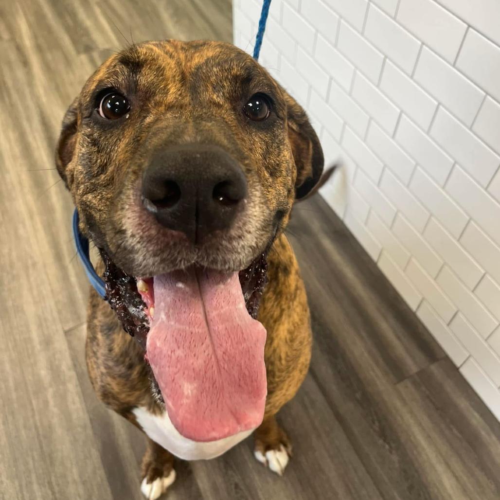 Enlarge Bruno (FKA Diesel), a Adoptable mixed breed in Sarasota, FL image 6/6