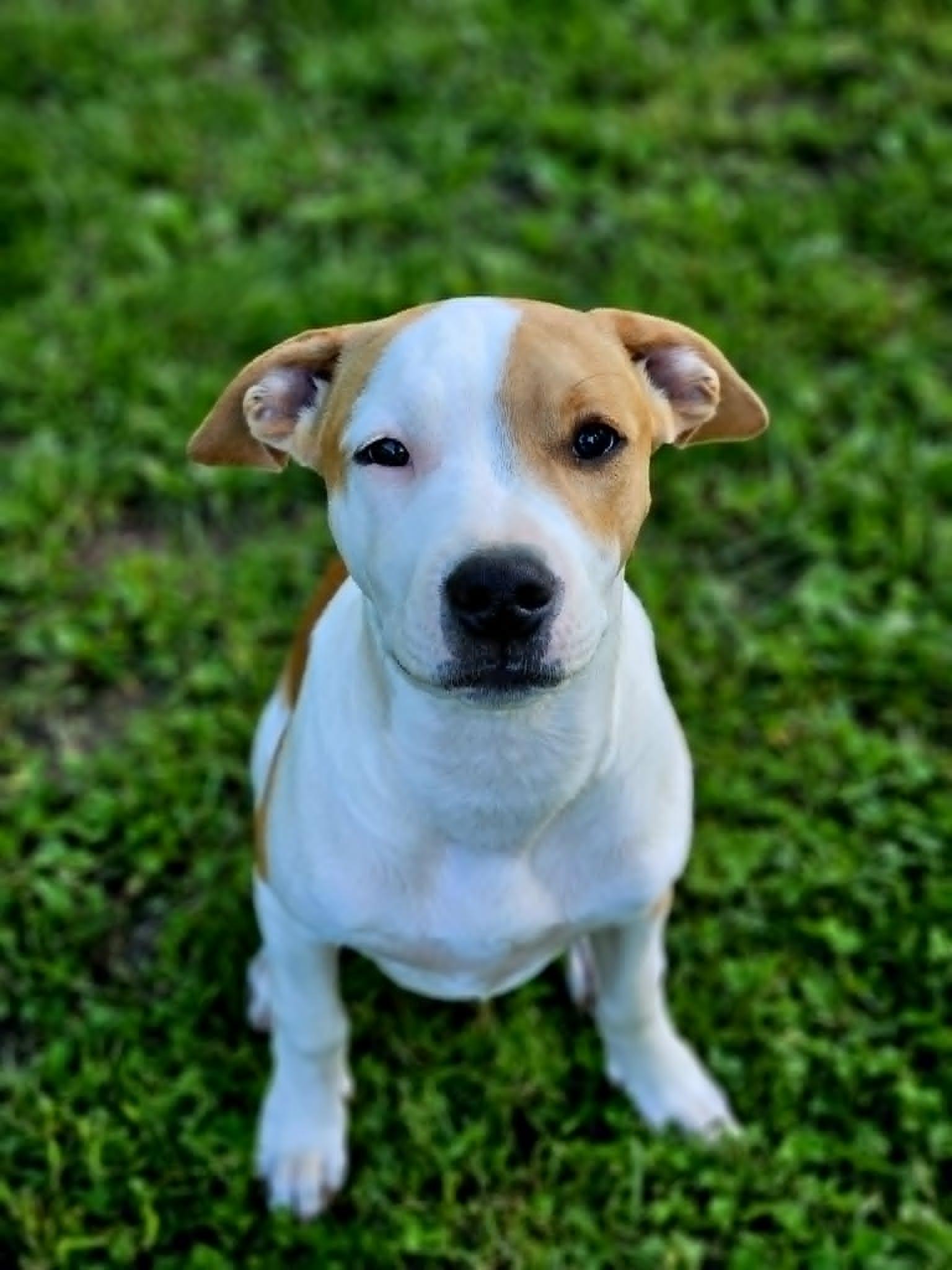 Enlarge Honey, an adopted mixed breed in Windsor, MO image 1/6