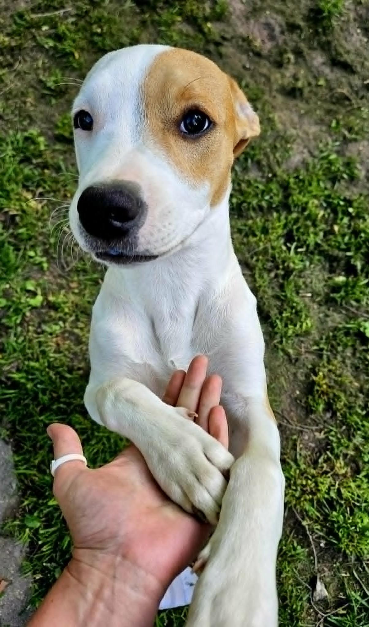 Enlarge Honey, an adopted mixed breed in Windsor, MO image 2/6