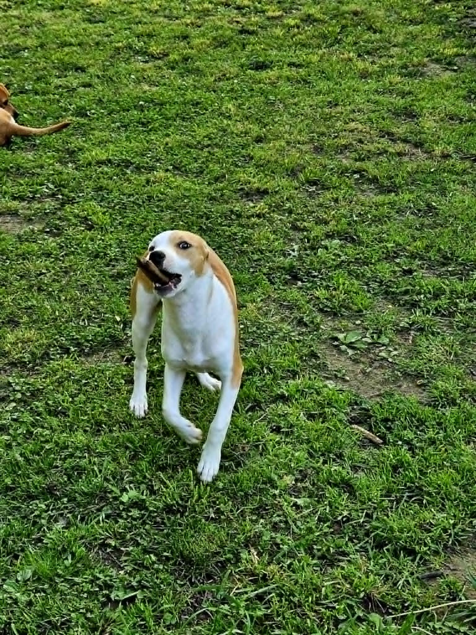Enlarge Honey, an adopted mixed breed in Windsor, MO image 4/6