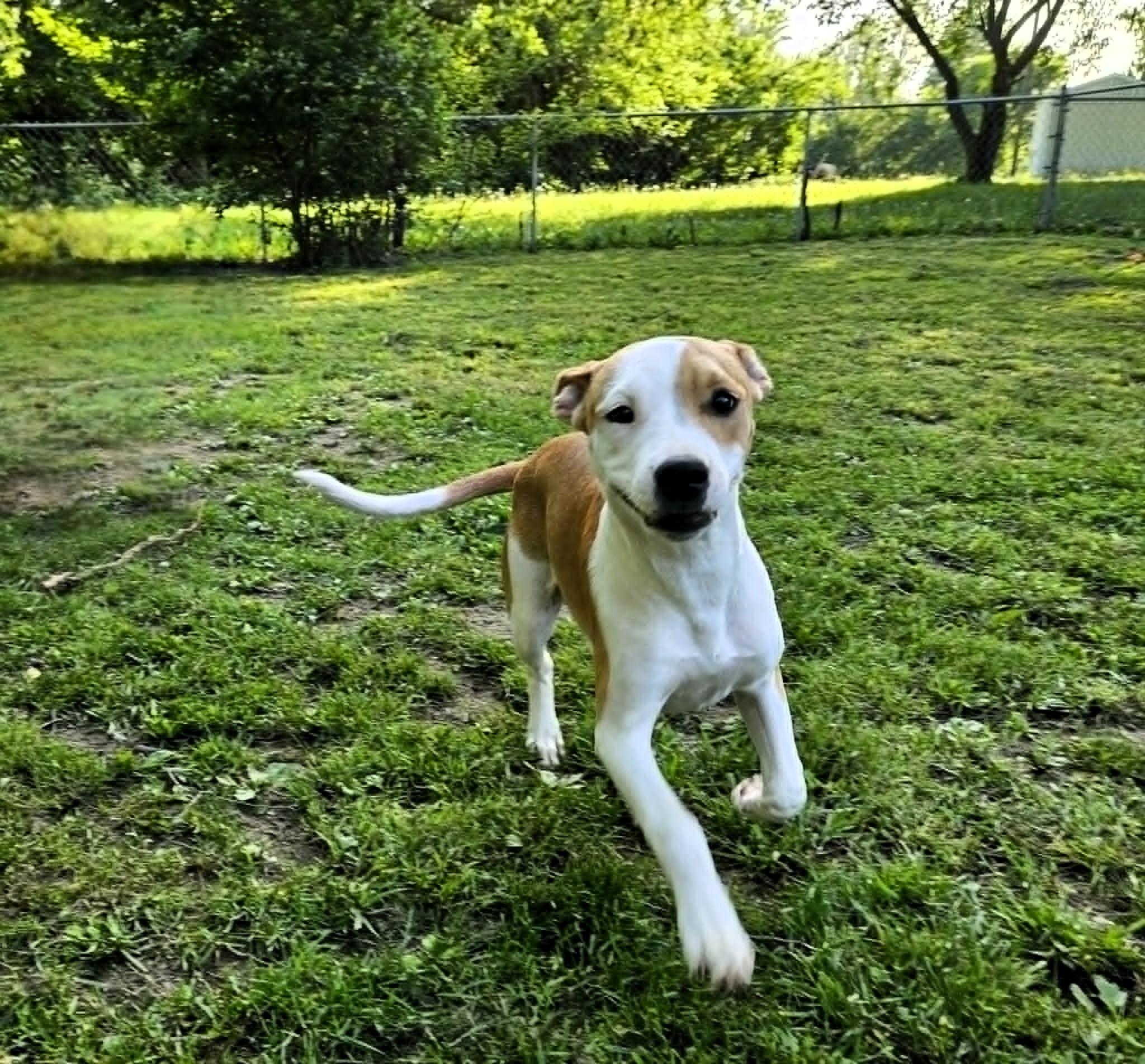 Enlarge Honey, an adopted mixed breed in Windsor, MO image 5/6