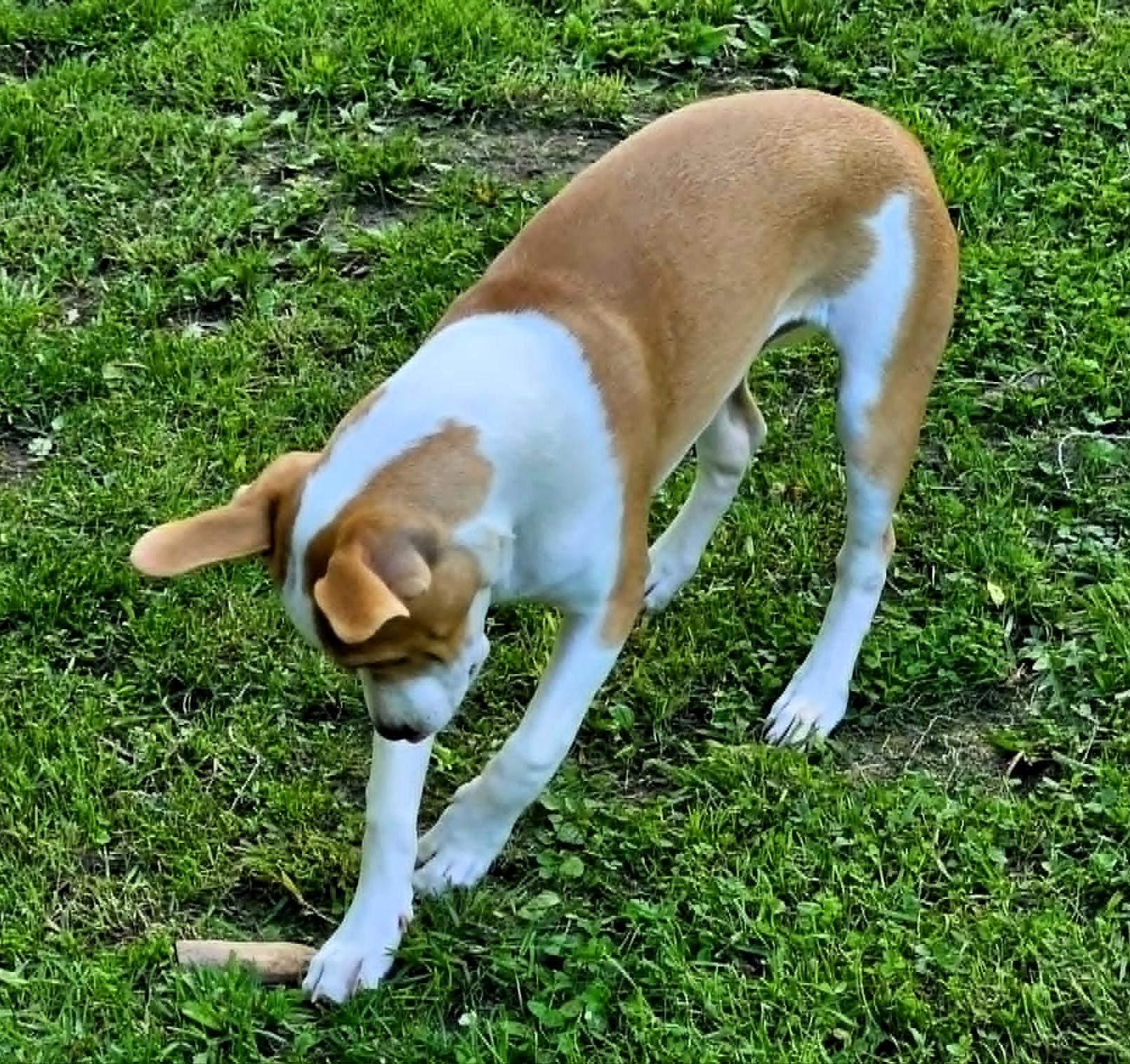 Enlarge Honey, an adopted mixed breed in Windsor, MO image 3/6