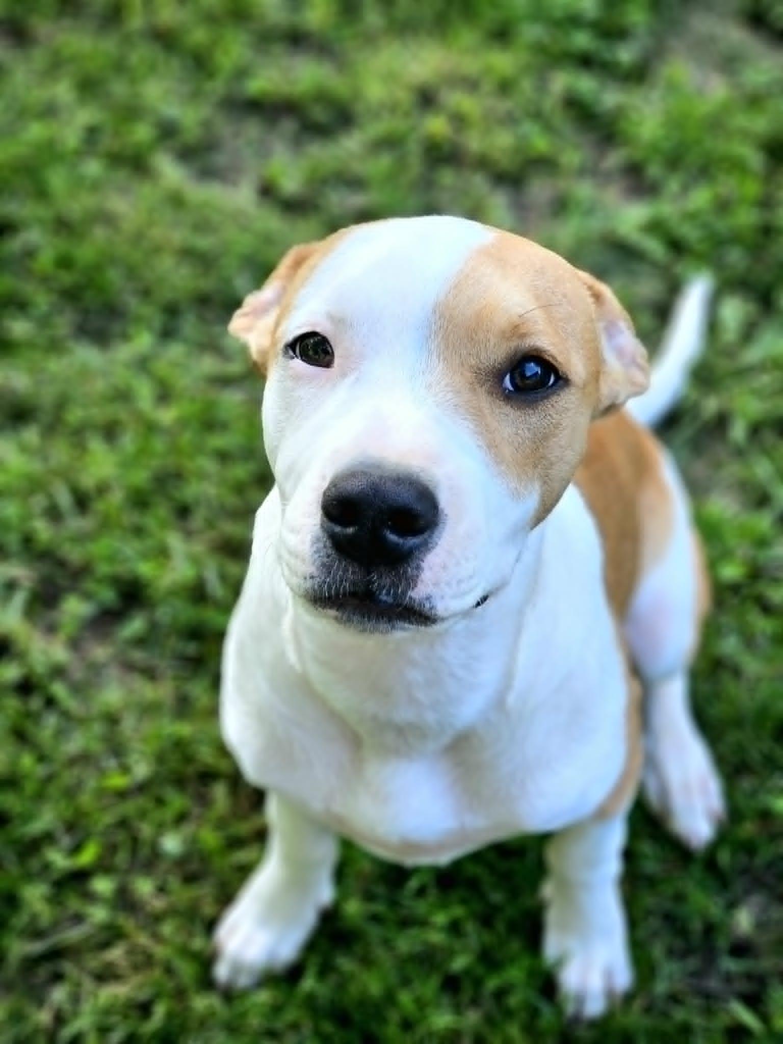 Enlarge Honey, an adopted mixed breed in Windsor, MO image 6/6