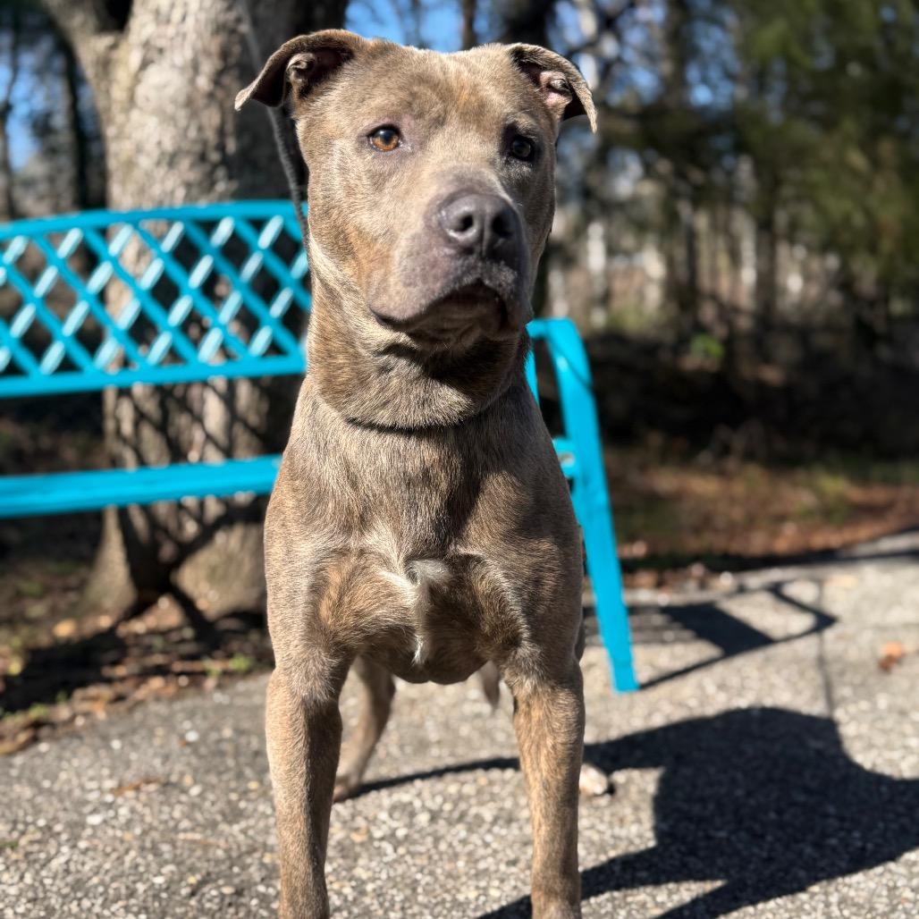 Grumpy Gills McGhee, Adoptable, Adult Male Mixed Breed.