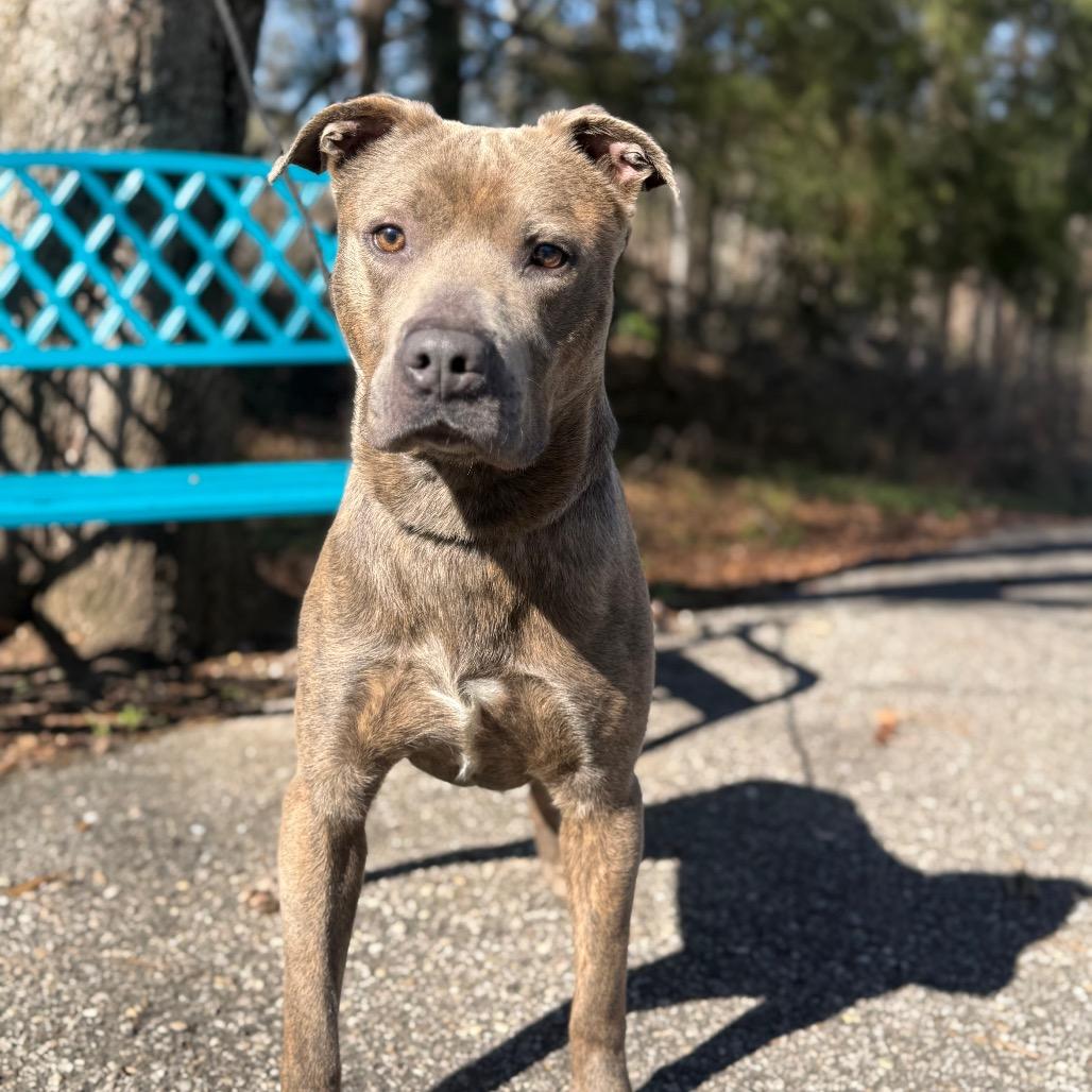 Enlarge Grumpy Gills McGhee, a Adoptable Mixed Breed in Monroeville, AL image 2/4